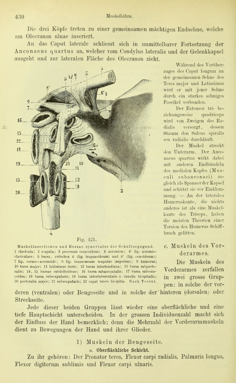 Die drei Köpfe treten zu einer gemeinsamen mächtigen Endseline, welclie am Olecranon ulnae inseriert. An das Caput laterale schliesst sich in unmittelbarer Fortsetzung der Anconaeus quartus an, welcher vom Condylus lateralis und der Gelenkkapsel ausgeht und zur lateralen Fläche des Olecranon zieht. Während des Vorüber- zuges des Caput longum an der gemeinsamen Sehne des Teres major und Latissimus wird er mit jener Sehne <lurch ein starkes sohniges Fascikel verbunden. Der Extensor tri- be- ziehungsweise quadricei)s wird von Zweigen des Ka- dialis versorgt, dessen Stamm den Sulcus spiralis seu radialis durchläuft. Der Muskel streckt den Unterarm. Der Anco- naeus quartus wirkt dabei mit anderen Endbündeln des medialen Kopfes (Mus- culi subanconaei) zu- gleich als Spanner der Kapsel und schützt sie vor Einklem- mmig. — An der lateralen Humeruskante, die nichts anderes ist als eine Muskel- kante des Triceps, haben die meisten Theorien einer Torsion des Humerus Schiff- ^ bruch gelitten. Fig. 421. c. Muskeln des Vor- derarmes. Die Muskeln des Vorderarmes zerfallen in zwei grosse Grup- pen : in solche der vor- deren (ventralen) oder Beugeseite und in solche der hinteren (dorsalen) oder Streckseite. Jede dieser beiden Gruppen lässt wieder eine oberflächliche und eine tiefe Hauptschicht unterscheiden. In der grossen Individuenzahl macht sich der Einfluss der Hand bemerklich; denn die Mehrzahl der Vorderarmmuskeln dient zu Bewegungen der Hand und ihrer Glieder. 1) Muskeln der Beugeseite. a. Oberfläcliliche Schicht. Zu ihr gehören: Der Pronator teres, Flexor carpi radialis, Palmaris longus, Flexor digitorum sublimis und Flexor carpi ulnaris. Muskelinsertionen und Bursae synoviales der Schultergegend. 1 clavicula; 2 scapula; 3 Processus coracoideus; 4 acroniion; 4' lig. acromio- clavicnlare; 5 bursa, zwischen 6 (lig. trapezoideum) und 6' (lig. conoideum): 7 lig. coraco - aeromiale; 8 lig. transver&um scapulae (superius); 9 humerus 10 teres major; 11 latissimus dorsi; 12 bursa intertendinea; 13 bursa subpecto- ralis; 14, 15 bursae subdeltoideae; 16 bursa subacromialis; 17 bursa subcora- coidea; 18 bursa subscapularis; 19 bursa intertubercularis s. canalis bicipitalis; 20 pectoralis major; 21 subscapularis; 22 caput breve bieipitis. Nach Testut,