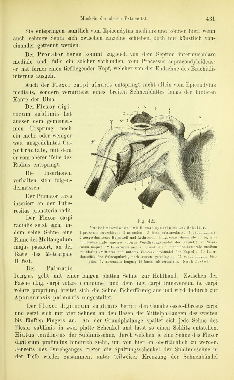 Sie entspringen sämtlicli vom Epicondylus medialis und können hier, wenn auch sehnige Septa sich zwischen einzelne schieben, doch nur künstlich von- einander getrennt werden. Der Pronator teres kommt zugleich von dem Septum intermusculare mediale und, falls ein solcher vorhanden, vom Processus supracondjloideus; er hat ferner einen tiefliegenden Kopf, welcher von der Endsehne des Brachialis internus ausgeht. Auch der Flexor carpi ulnaris entspringt nicht allein vom Epicondylus medialis, sondern vermittelst eines breiten Sehnenblattes längs der hinteren Kante der Ulna. Der Flexor digi- torum sublimis hat ausser dem gemeinsa- men Ursprung noch ein mehr oder weniger weit ausgedehntes Ca- put radiale, mit dem er vom oberen Teile des Radius entspringt. Die Insertionen verhalten sich folgen- dermassen: Der Pronator teres inseriert an der Tube- rositas pronatoria radii. Der Flexor carpi radialis setzt sich, in- dem seine Sehne eine Kinne des Multangulum majus passiert, an der Basis des Metcarpale II fest. Der Palmaris longus geht mit einer langen platten Sehne zur Hohihand. Zwischen der Fascie (Lig. carpi volare commune) und dem Lig. carpi transversum (s. carpi volare proprium) breitet sich die Sehne fächerförmig aus und wird dadurch zur Aponeurosis palmaris umgestaltet. Der Flexor digitorum sublimis betritt den Canalis osseo-fibrosus carpi und setzt sich mit vier Sehnen an den Basen der Mittelphalangen des zweiten bis fünften Fingers an. An der Grundphalange spaltet sich jede Sehne des Flexor sublimis in zwei platte Schenkel und lässt so einen Schlitz entstehen, Hiatus tendineus der Sublimissehne, durch welchen je eine Sehne des Flexor digitorum profundus hindurch zieht, um von hier an oberflächlich zu werden. Jenseits des Durchganges treten die Spaltungsschenkel der Sublimissehne in der Tiefe wieder zusammen, unter teilweiser Kreuzung der Sehnenbündel Fig. 422. Muskelinsertionen und Bn.rsae synoviales der Schulter. 1 Processus coraeoideus; 2 acromion; 3 fossa subscapularis; 4 caput humeri; 5 ausgeschnittener Kapselteil und Arthrocoel; 6 lig. coraco-humerale; 7 lig. gle- noideo-hunierale superius (oberes Verstärkuugsbündel der Kapsel); 7' tuber- culuni majus; 7 tuberculum minus; 8 und 9 lig. gleuoideo-humerale medium et inferius (mittleres und unteres Verstärkungsbündel der Kapsel); 10 Inser- tion&stück des Subscapularis, nach aussen geschlagen; 11 caput longum bici- pitis: 12 auconaeiis longus; 13 bursa sub-acromialis. Nach Testut.