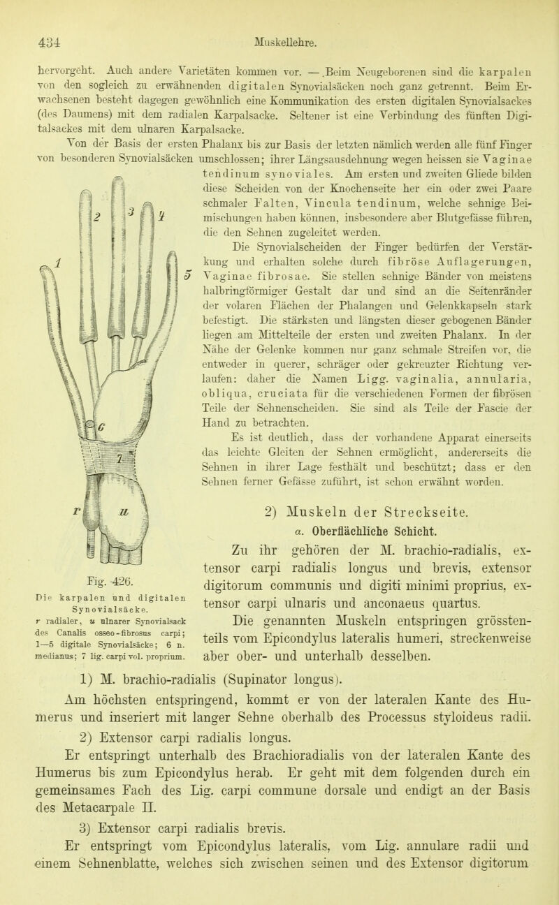 hervorgeht. Auch andere Varietäten kommen vor, — .Beim Xeugeborenen sind die karpalen von den sogleich zu erwähnenden digitalen Synovialsäcken noch ganz getrennt. Beim Er- wachsenen besteht dagegen gewöhnhch eine Kommunikation des ersten digitalen Synovialsackes (des Daumens) mit dem radialen Earpalsacke. Seltener ist eine Verbindung des fünften Digi- talsackes mit dem ulnaren Karpalsacke. Von der Basis der ersten Phalanx bis zur Basis der letzten nämlich werden alle fünf Finger von besonderen Svnovialsäcken imischlossen; ihrer Längsausdehnimg wegen heissen sie Vaginae tendinum synoviales. Am ersten und zweiten Gliede bilden diese Scheiden von der Ejiochenseite her ein oder zwei Paare schmaler Falten. Vincula tendinum, welche sehnige Bei- mischungHii haben können, insbesondere aber Blutgefässe führen, die den Sehnen zugeleitet werden. Die Synovialscheiden der Finger bedürfen der Verstär- kung und erhalten solche durch fibröse Auflagerungen, ' Vaginae fibrösae. Sie stellen sehnige Bänder von meistens halbringibrmiger Gestalt dar und sind an die Seitenränder der volaren Flächen der Phalangen und Gelenkkapseln stark befestig-t. Die stärksten und längsten dieser gebogenen Bänder liegen am Mittelteile der ersten und zweiten Phalanx. In der Nähe der Gelenke kommen nur- ganz schmale Streifen vor, die entweder in querer, schräger oder geki-euzter Eichtung ver- laufen: daher die Xamen Ligg. vaginalia, annularia, obliqua. cruciata für die verschiedenen Formen der fibrösen Teile der Sehnenscheiden. Sie sind als Teile der Fascie der Hand zu betrachten. Es ist deutüch, dass der vorhandene Apparat einerseits das leichte Gleiten der Sehnen ermögücht, andererseits die Sehnen in ihrer Lage festhält und beschützt; dass er den Sehnen ferner Gefässe zuführt, ist schon erwähnt worden. 2) Muskeln der Streckseite, a. Oberflächliche Schicht. Zu ihr gehören der M. brachio-radialis, ex- tensor carpi radialis longus und brevis, extensor digitorum communis und digiti minimi proprius, ex- tensor carpi ulnaris und anconaeus quartus. Die genannten Muskeln entspringen grössten- teils vom Epicondylus lateralis humeri, streckenweise aber ober- und unterhalb desselben. Fig. 426. Die karpalen und digitalen Synovialsäcke. r radialer, u ulnarer Syno^ialsack des Canaüs osseo - fibrosus carpi; 1—5 digitale SynoYialsäcke; 6 n. medianus; 7 lig. carpi toI. proprium. 1) M. brachio-radialis (Supinator longus). Am höchsten entspringend, kommt er von der lateralen Kante des Hu- merus und inseriert mit langer Sehne oberhalb des Processus stjloideus radii. 2) Extensor carpi radialis longus. Er entspringt unterhalb des Brachioradialis von der lateralen Kante des Humerus bis zum Epicondylus herab. Er geht mit dem folgenden durch ein gemeinsames Fach des Lig. carpi commune dorsale und endigt an der Basis des Metacarpale H. 3) Extensor carpi radialis brevis. Er entspringt vom Epicondylus lateralis, vom Lig. annulare radii und einem Sehnenblatte, welches sich z^vischen seinen und des Extensor digitorum