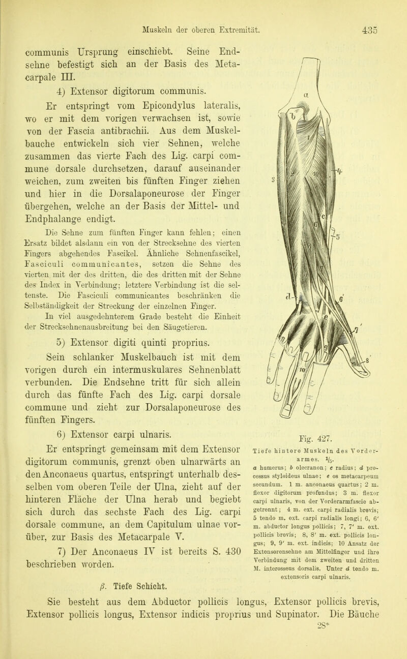 communis Ursprung einscliiebt. Seine End- selme befestigt sicli an der Basis des Meta- carpale III. ■4j Extensor digitorum communis. Er entspringt vom Epicondylus lateralis, wo er mit dem vorigen verwachsen ist, sowie von der Fascia antibrachii. Aus dem Muskel- baucbe entwickeln sieb vier Sebnen, welche zusammen das vierte Each des Lig. carpi com- mune dorsale durchsetzen, darauf auseinander weichen, zum zweiten bis fünften Finger ziehen und hier in die Dorsalaponeurose der Finger übergehen, welche an der Basis der Mittel- und Endphalange endigt. Die Sehne zum fünften Finger kann fehlen; einen Ersatz bildet alsdann ein von der Strecksehne des vierten Fingers abgehendes Fascikel. Ähnliche Sehnenfascikel, Fascicnli communicantes, setzen die Sehne des vierten mit der des dritten, die des dritten mit der Sehne des Index in Yerbindimg; letztere Yerbiadimg ist die sel- tenste. Die Fasciculi communicantes beschränken die Selbständigkeit der Streckung der einzelnen Finger. In viel ausgedehnterem Grade besteht die Einheit der Strecksehnenausbreitung bei den Säugetieren. 5j Extensor digiti quinti proprius. Sein schlanker Muskelbauch ist mit dem vorigen durch ein intermuskulares Sehnenblatt verbunden. Die Endsehne tritt für sich allein durch das fünfte Fach des Lig. carpi dorsale commune und zieht zur Dorsalaponeurose des fünften Fingers. 6j Extensor carpi ulnaris. Er entspringt gemeinsam mit dem Extensor digitorum communis, grenzt oben ulnarwärts an denAnconaeus quartus, entspringt unterhalb des- selben vom oberen Teile der Ulna, zieht auf der hinteren Fläche der IJlna herab und begiebt sich durch das sechste Fach des Lig. carpi dorsale commune, an dem Capitulum ulnae vor- über, zur Basis des Metacarpale Y. 7) Der Anconaeus lY ist bereits S. 430 beschrieben worden. ß. Tiefe ScMcht. Fig. 427. Tiefe hintere Muskeln des Vorder- armes. 1/5. a hanierus: h olecranon; c radius; d Pro- cessus styloideus ulnae; e os metacarpeum secundum. 1 m. anconaeus quartus; 2 m. flexor digitorum profundus; 3 m. flexor carpi ulnaris, von der Vorderarmfascie ab- getrennt ; 4 m. ext. carpi radialis brevis; 5 tendo m. ext. carpi radialis longi; 6, 6' m. abductor longus pollicis; 7, 7' m. ext. pollicis brevis; 8, 8' m. ext. pollicis lon- gus; 9, 9' m. ext. indicis; 10 Ansatz der Extensorensebne am Mittelfinger und ibre Verbindung mit dem zweiten und dritten M. interosseus dorsalis. Unter d tendo m. extensoris carpi ulnaris. Sie besteht aus dem Abductor pollicis longas, Extensor pollicis brevis, Extensor pollicis longus, Extensor indicis proprius und Supinator. Die Bäuche 28=^