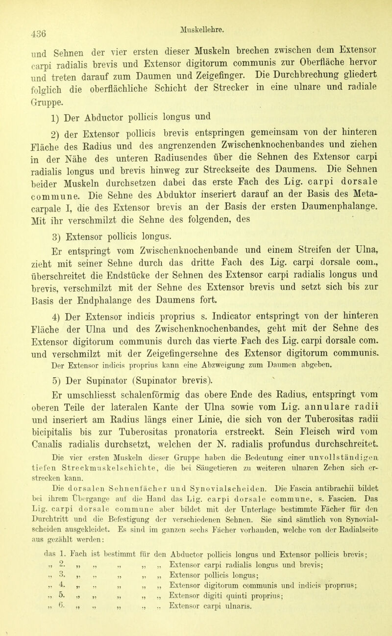 und Sehnen der vier ersten dieser Muskeln brechen zwischen dem Extensor carpi radialis brevis und Extensor digitorum communis zur Oberfläche hervor und treten darauf zum Daumen und Zeigefinger. Die Durchbrechung gliedert folglich die oberflächliche Schicht der Strecker in eine ulnare und radiale Gruppe. 1) Der Abductor pollicis longus und 2) der Extensor pollicis brevis entspringen gemeinsam von der hinteren Fläche des Kadius imd des angrenzenden Zwischenknochenbandes und ziehen in der Nähe des unteren Kadiusendes über die Sehnen des Extensor carpi radialis longus und brevis hinweg zur Streckseite des Daumens. Die Sehnen beider Muskeln durchsetzen dabei das erste Fach des Lig. carpi dorsale commune. Die Sehne des Abduktor inseriert darauf an der Basis des Meta- carpale I, die des Extensor brevis an der Basis der ersten Daumenphalange. Mit ihr verschmilzt die Sehne des folgenden, des 8) Extensor pollicis longus. Er entspringt vom Zwischenknochenbande und einem Streifen der TJlna, zieht mit seiner Sehne durch das dritte Each des Lig. carpi dorsale com., überschreitet die Endstücke der Sehnen des Extensor carpi radialis longus und brevis, verschmilzt mit der Sehne des Extensor brevis und setzt sich bis zur Basis der Endphalange des Daumens fort. 4) Der Extensor indicis proprius s. Indicator entspringt von der hinteren Fläche der Ulna und des Zwischenknochenbandes, geht mit der Sehne des Extensor digitorum communis durch das vierte Fach des Lig. carpi dorsale com. und verschmilzt mit der Zeigefingersehne des Extensor digitorum communis. Der Extensor indicis proprius kann eine Abzweigung zum Daumen abgeben. 5) Der Supinator (Supinator brevis). Er umschliesst schalenförmig das obere Ende des Radius, entspringt vom oberen Teile der lateralen Kante der Ulna sowie vom Lig. annulare radii und inseriert am Radius längs einer Linie, die sich von der Tuberositas radii bicipitalis bis zur Tuberositas pronatoria erstreckt. Sein Fleisch wird vom Canalis radialis durchsetzt, welchen der K radialis profundus durchschreitet Die vier ersten Muskeln dieser Gruppe haben die Bedeutung einer unvollständigen tiefen Streckmuskelschichte, die bei Säugetieren zu weiteren ulnaren Zehen sich er- strecken kann. Die dorsalen Sehnenfächer und Synovialscheiden. Die Fascia antibrachii bildet bei ihrem Übergange auf die Hand das Lig. carpi dorsale commune, s. Fascien. Das Lig. carpi dorsale commune aber bildet mit der Unterlage bestimmte Fächer für den Durchtritt und die Befestigung der verschiedenen Sehnen. Sie sind sämtlich von Synovial- scheiden ausgekleidet. Es sind im ganzen sechs Fächer vorhanden, welche von der Kadialseite aus gezählt werden: das 1. Fach ist bestimmt für den Abductor pollicis longus und Extensor polHcis brevis; „ 2. „ „ „ „ „ Extensor carpi radiahs longus und brevis; „ 3. „ „ „ „ „ Extensor pollicis longus; „ 4. „ „ „ Extensor digitorum communis und indicis proprms; „ 5. ,> „ „ „ ,, Extensor digiti quinti proprius; „ 6. „ „ „ „ ., Extensor carpi ulnaris.