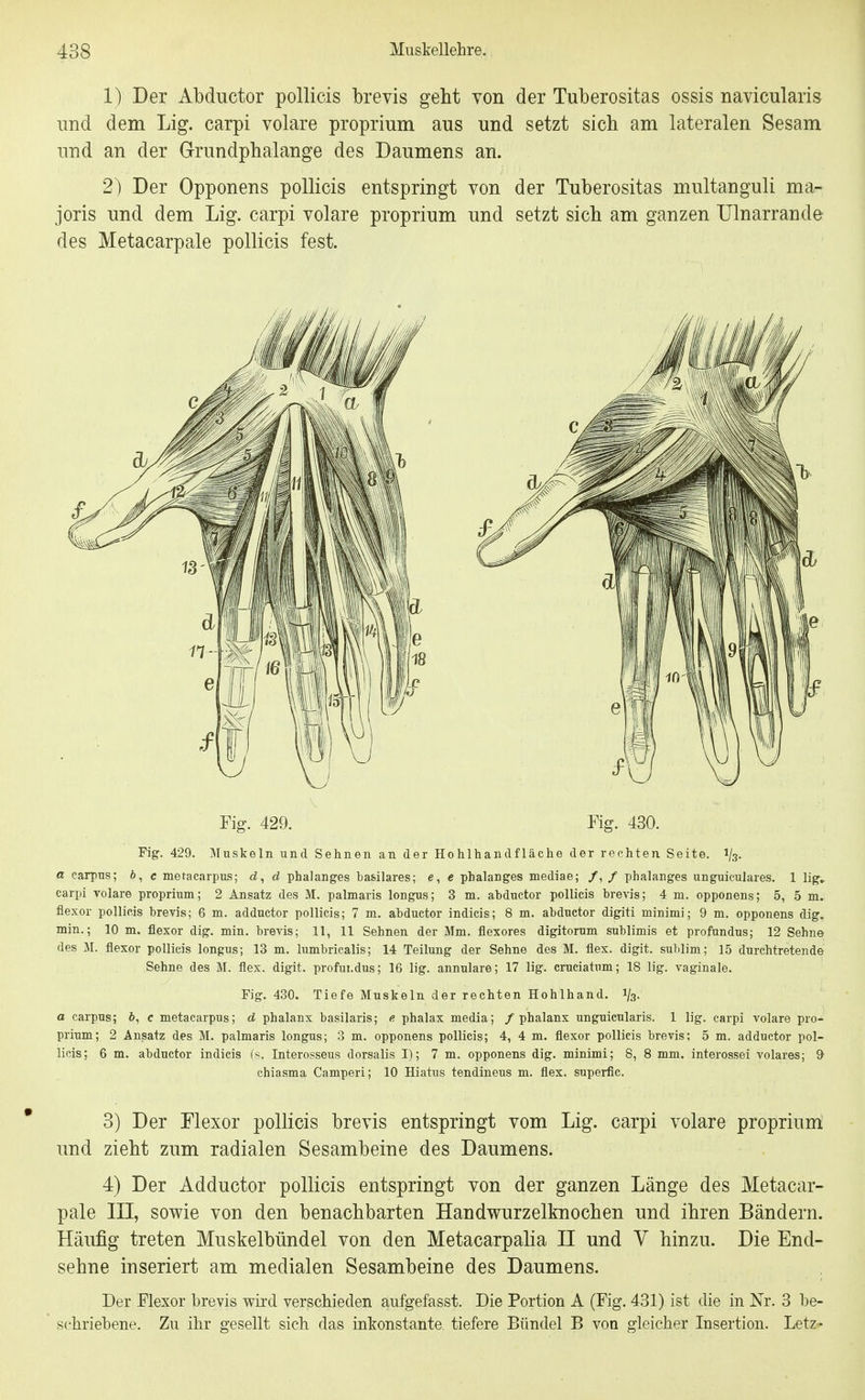 1) Der Abductor pollicis brevis geht von der Tuberositas ossis navicularis und dem Lig. carpi volare proprium aus und setzt sieb am lateralen Sesam und an der Grundpbalange des Daumens an. 2) Der Opponens pollicis entspringt von der Tuberositas multanguli ma- joris und dem Lig. carpi volare proprium und setzt sieb am ganzen Ulnarrande- des Metacarpale pollicis fest. Fig. 429. Fig. 430. Fig. 429. Muskeln und Sehnen an der Hohlhandfläche der rechten Seite, i/s- a carpns; ö, c metacarpus; d, d phalanges hasilares; c, e phalanges mediae; /, / phalanges unguiculares. 1 lig^ carpi volare proprium; 2 Ansatz des M. palmaris longus; 3 m. abductor pollicis brevis; 4 m. opponens; 5, 5 m. flexor pollicis brevis; 6 m. adductor pollicis; 7 m. abductor indicis; 8 m. abductor digiti minimi; 9 m. opponens dig. min.; 10 m. flexor dig. min. brevis; 11, 11 Sehnen der Mm. flexores digitorum sublimis et profundus; 12 Sehn© des M. flexor pollicis longus; 13 m. lumbricalis; 14 Teilung der Sehne des M. flex. digit. sublim; 15 durchtretende Sehne des M. flex. digit. profundus; 16 lig. annulare; 17 lig. cruciatum; 18 lig. vaginale. Fig. 430. Tiefe Muskeln der rechten Hohlhand. 1/3. a carpus; 6, c metacarpus; d phalanx basilaris; e, phalax media; / phalanx unguicularis. 1 lig. carpi volare pro- prium; 2 Ansatz des M. palmaris longus; 3 m. opponens pollicis; 4, 4 m. flexor pollicis brevis; 5 m. adductor pol- licis; 6 m. abductor indicis (s. Interosseus dorsalis I); 7 m. opponens dig. minimi; 8, 8 mm. interossei volares; 9 chiasma Camperi; 10 Hiatus tendineus m. flex. superfic. 3) Der Flexor pollicis brevis entspringt vom Lig. carpi volare proprium und ziebt zum radialen Sesambeine des Daumens. 4) Der Adductor pollicis entspringt von der ganzen Länge des Metacar- pale III, sowie von den benachbarten Handwurzelknochen und ihren Bändern. Häufig treten Muskelbündel von den Metacarpalia H und V hinzu. Die End- sehne inseriert am medialen Sesambeine des Daumens. Der Flexor brevis wird verschieden aufgefasst. Die Portion A (Fig. 431) ist die in Nr. 8 be- schriebene. Zu ihr gesellt sich das inkonstante, tiefere Bündel B von gleicher Insertion. Letz-