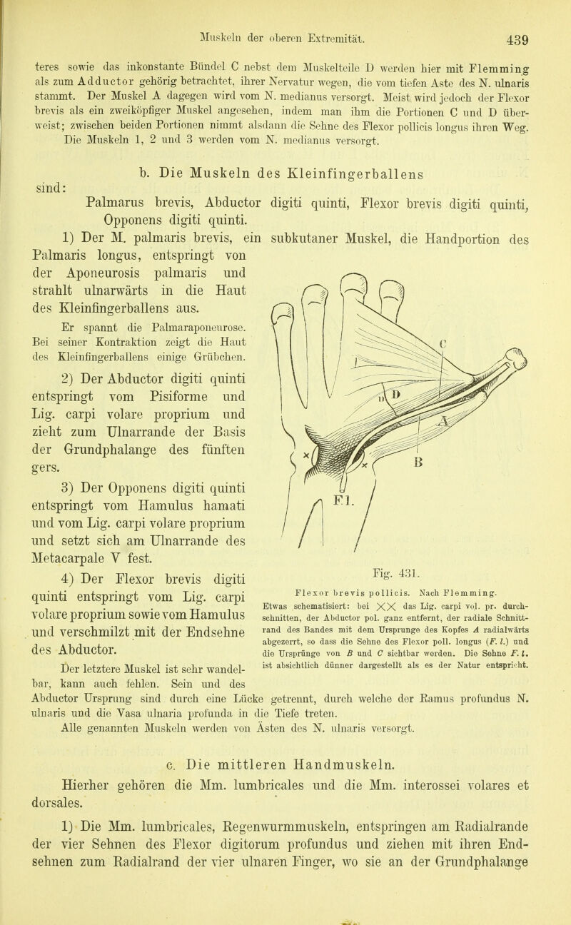 teres sowie das inkonstante Bündel C nebst dem Muskelteile D werden hier mit Flemming als zum Adductor gehörig betrachtet, ihrer Nervatur wegen, die vom tiefen Aste des N. ulnaris stammt. Der Muskel A dagegen wird vom N. medianus versorgt. Meist wird jedoch der Flexor brevis als ein zweiköpfiger Muskel angesehen, indem man ihm die Portionen C und D über- weist; zwischen beiden Portionen nimmt alsdann die Sehne des Flexor poUicis longus ihren Weg. Die Muskeln 1, 2 und 3 werden vom N. medianus versorgt. sind: b. Die Muskeln des Kleinfingerballens Palmarus brevis, Abductor digiti quinti, Flexor brevis digiti quinti, Opponens digiti quinti. 1) Der M. palmaris brevis, ein subkutaner Muskel, die Handportion des Palmaris longus, entspringt von der Aponeurosis palmaris und strahlt ulnarwärts in die Haut des Kleinfingerballens aus. Er spannt die Palmaraponeurose. Bei seiner Kontraktion zeigt die Haut des Kleinfingerballens einige Grübchen. 2) Der Abductor digiti quinti entspringt vom Pisiforme und Lig. carpi volare proprium und zieht zum Ulnarrande der Basis der Grundphalange des fünften gers. 3) Der Opponens digiti quinti entspringt vom Hamulus hamati und vom Lig. carpi volare proprium und setzt sich am Ulnarrande des Metacarpale Y fest. 4) Der Flexor brevis digiti quinti entspringt vom Lig. carpi volare proprium sowie vom Hamulus und verschmilzt mit der Endsebne des Abductor. Der letztere Muskel ist sehr wandel- bar, kann auch fehlen. Sein und des Abductor Ursprung sind durch eine Lücke getrennt, durch welche der Eamus profundus N. ulnaris und die Vasa ulnaria profunda in die Tiefe treten. Alle genannten Muskeln werden von Ästen des N. ulnaris versorgt. Fig. 431. Flexor brevis pollicis. Nach Flemming. Etwas schematisiert: bei XX ^^S- carpi vol. pr. durch- schnitten, der Abductor pol. ganz entfernt, der radiale Schnitt- rand des Bandes mit dem Ursprünge des Kopfes A radialwärts abgezerrt, so dass die Sehne des Flexor poll. longus {F. l.) und die Ursprünge von B und C sichtbar werden. Die Sehne F. l, ist absichtlich dünner dargestellt als es der Natur entspricht. c. Die mittleren Handmuskeln. Hierher gehören die Mm. lumbricales und die Mm. interossei volares et dorsales. 1) Die Mm. lumbricales, Regenwurmmuskeln, entspringen am Radialrande der vier Sehnen des Flexor digitorum profundus und ziehen mit ihren End- sehnen zum Radialrand der vier ulnaren Finger, wo sie an der Grundphalange