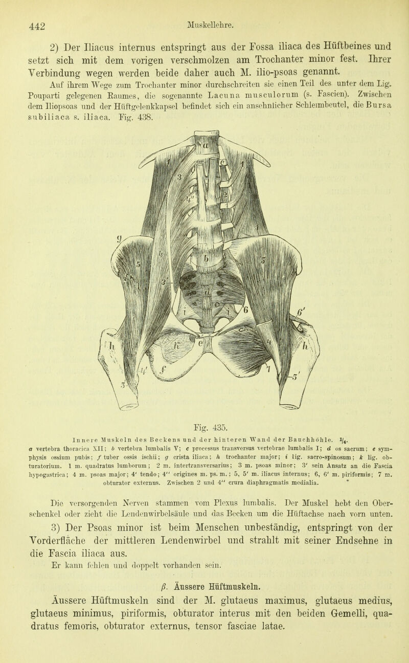 2) Der Iliacus internus entspringt aus der Fossa iliaca des Hüftbeines und setzt sich mit dem vorigen verschmolzen am Trochanter minor fest. Ihrer Verbindung wegen werden beide daher auch M. ilio-psoas genannt. Auf ihrem Wege zum Trochanter minor durchsclireiten sie einen Teil des unter dem Lig. Pouparti gelegenen Eaumes, die sogenannte Lacuna musculorum (s. Tascien). Zwischen demiliopsoas und der Hüftgelenkkapsel befindet sich ein ansehnlicher Schleimheutel, die Bursa subiliaca s. iliaca. Fig. 438. Fig. 435. Innere IMuskeln des Beckens und der hinteren Wand der Banchhötile. i/^. a vertebra thoracica XII; b vertebra lumbalis V; c proeessiis transversus rertebrae lumbalis I; d os sacrum; e Sym- physis osbinm pubis; / tuber ossis ischii; g crista iliaca; h trochanter major; i lig. sacro-spinosum; k lig. ob- turatorium. 1 m. quadratus lumborum; 2 m. intertransTersarius; 3 m. psoas minor; 3' sein Ansatz an die Fascia hypogastriea; 4 m. psoas major; 4' tendo; 4 origines m. ps. m.; 5, 5' m. iliaens internus; 6, 6' m. piriformis; 7 m. obturator externus. Zwischen 2 und 4 crura diaphragmatis medialia. Die versorgenden Nerven stammen vom Plexus lumbalis. Der Muskel hebt den Ober- schenkel oder zieht die Lendenwirbelsäule und das Becken um die Hüftachse nach vorn unten. 3) Der Psoas minor ist beim Menschen unbeständig, entspringt von der Yorderfläche der mittleren Lendenwirbel und strahlt mit seiner Endsehne in die Fascia iliaca aus. Er kann fehlen und doppelt vorhanden sein. ß. Äussere Hüftmnskeln. Äussere Hüftmusteln sind der M. glutaeus maximus, giutaeus medius, glutaeus minimus, piriformis, obturator interus mit den beiden Gemelli, qua- dratus femoris, obturator externus, tensor fasciae latae.