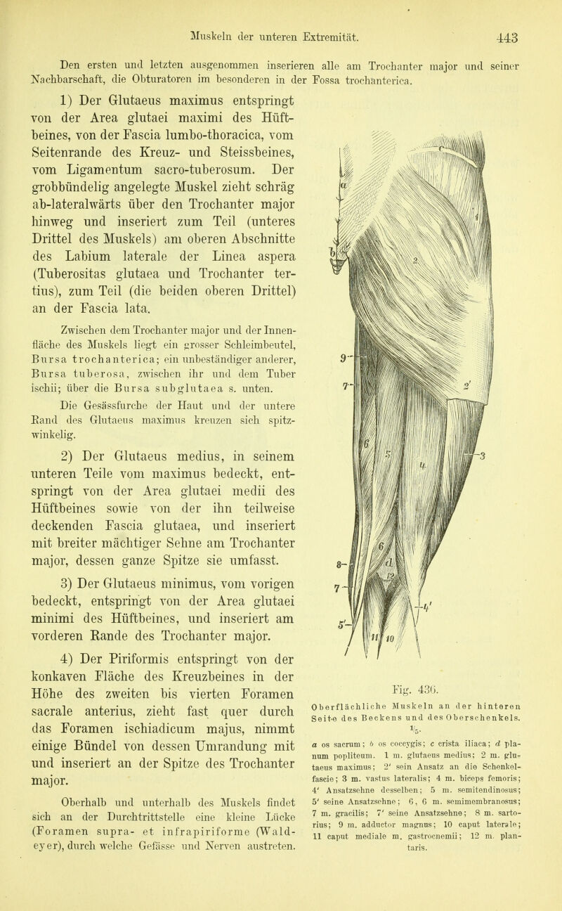 Den ersten und letzten ausgenommen inserieren alle am Trochanter major und seiner Nachbarschaft, die Obturatoren im besonderen in der Fossa trochanterica. 1) Der Glutaeus maximus entspringt von der Area glutaei maximi des Hüft- beines, von der Fascia lumbo-thoracica, vom Seitenrande des Kreuz- und Steissbeines, vom Ligamentum sacro-tuberosum. Der grobbündelig angelegte Muskel zieht schräg ab-lateralwärts über den Trochanter major hinweg und inseriert zum Teil (unteres Drittel des Muskels) am oberen Abschnitte des Labium laterale der Linea aspera (Tuberositas glutaea und Trochanter ter- tius), zum Teil (die beiden oberen Drittel) an der Fascia lata. Zwischen dem Trochanter major und der Innen- fläche des Muskels liegt ein grosser Schleimbeutel, Bursa trochanterica; ein unbeständiger anderer, Bursa tuberosa, zwischen ihr und dem Tuber ischii; über die Bursa subglutaea s. unten. Die Gesässfurche der Haut und der untere Eand des Glutaeus maximus kreuzen sich spitz- winkelig. 2) Der Glutaeus medius, in seinem unteren Teile vom maximus bedeckt, ent- springt von der Area glutaei medii des Hüftbeines sowie von der ihn teilweise deckenden Fascia glutaea, und inseriert mit breiter mächtiger Sehne am Trochanter major, dessen ganze Spitze sie umfasst. 3) Der Glutaeus minimus, vom vorigen bedeckt, entspringt von der Area glutaei minimi des Hüftbeines, und inseriert am vorderen Rande des Trochanter major. 4) Der Piriformis entspringt von der konkaven Fläche des Kreuzbeines in der Höhe des zweiten bis vierten Foramen sacrale anterius, zieht fast quer durch das Foramen ischiadicum majus, nimmt einige Bündel von dessen Umrandung mit und inseriert an der Spitze des Trochanter major. Oberhalb und unterhalb des Muskels findet sich an der Durchtrittstelle eine kleine Lücke (Foramen supra- et infrapiriforme (Wald- ey er), durch welche Gefässe und Nerven austreten. Kg. 430. Oberflächliche Muskeln an der hinteren Seit-e des Beckens und des Oberschenkels. a OS sacrum; /> os coecygis; c crista iliaea; d pla- num popliteuni. 1 ni. glutaeus medius; 2 m. ^rlu- taeus maximus; 2' sein Ansatz an die Schenkel- fascie; 3 m. vastus lateralis; 4 m. biceps femoris; 4' Ansatzsehne desselben; 5 m. semitendinosus; 5' seine Ansatzsehne; 6,6 m. semimembranosus; 7 m. gracilis; 7' seine Ansatzsehne; 8 m. sarto- rius; 9 m. adductor niagnus; 10 caput laterale; 11 Caput mediale m. gastrocnemii; 12 ni. plan- taris.