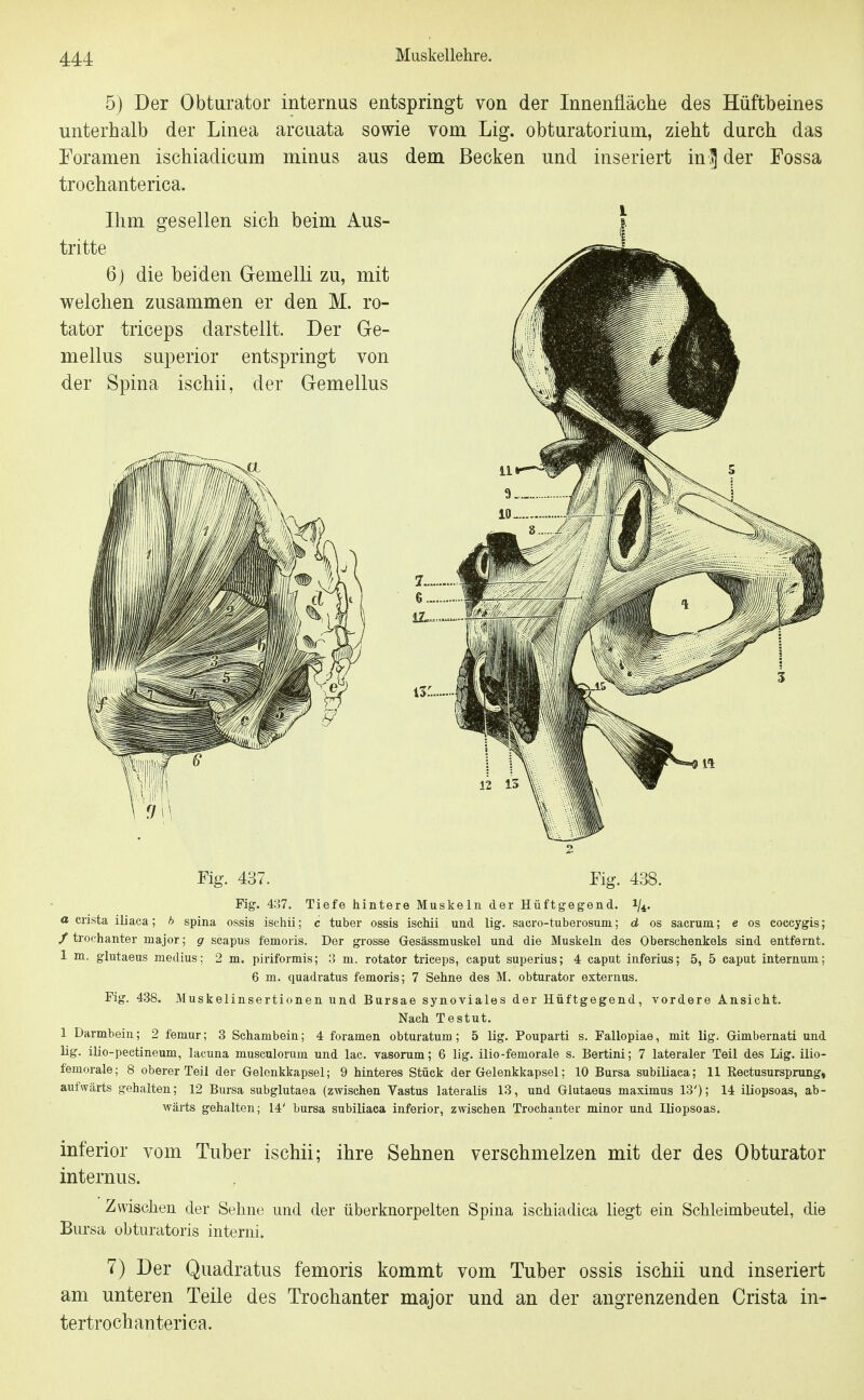 5) Der Obturator internus entspringt von der Innenfläche des Hüftbeines unterhalb der Linea arcuata sowie vom Lig. obturatorium, zieht durch das Toramen ischiadicum minus aus dem Becken und inseriert in ^ der Fossa trochanterica. Ihm gesellen sich beim Aus- tritte 6) die beiden Gemelli zu, mit welchen zusammen er den M. ro- tator triceps darstellt. Der G-e- mellus superior entspringt von der Spina ischii, der Gemellus Fig. 437. Fig. 438. Fig. 437. Tiefe hintere Muskeln der Hüftgegend, i/*- a crista iliaca; h spina ossis ischii; c tuber ossis ischii und lig. sacro-tuberosum; d os sacrum; e os coccygis; / trochanter major; g scapus femoris. Der grosse Gesässmuskel und die Muskeln des Oberschenkels sind entfernt. 1 m. glutaeus medius; 2 m. piriformis; o m. rotator triceps, caput superius; 4 Caput inferius; 5, 5 Caput internum; 6 m. quadratus femoris; 7 Sehne des M. obturator externus. Fig. 438. Muskelinsertionen und Bursae synoviales der Hüftgegend, vordere Ansicht. Nach Testut. 1 Darmbein; 2 femur; 3 Schambein; 4 foramen obturatum; 5 lig. Pouparti s. Fallopiae, mit lig. Gimbernati und lig. ilio-pectineum, lacuna musculorum und lac. vasorum; 6 lig. ilio-femorale s. Bertini; 7 lateraler Teil des Lig. ilio- femorale; 8 oberer Teil der Gelenkkapsel; 9 hinteres Stück der Gelenkkapsel; 10 Bursa subiliaca; 11 Rectusursprung» aufwärts gehalten; 12 Bursa subglutaea (zwischen Vastus lateralis 13, und Glutaeus maximus 13'); 14 iliopsoas, ab- wärts gehalten; 14' bursa subiliaca inferior, zwischen Trochanter minor und Iliopsoas. inferior vom Tuber ischii; ihre Sehnen verschmelzen mit der des Obturator internus. Zwischen der Sehne und der überknorpelten Spina ischiadica liegt ein Schleimbeutel, die Bursa obturatoris interni. 7) Der Quadratus femoris kommt vom Tuber ossis ischii und inseriert am unteren Teile des Trochanter major und an der angrenzenden Crista in- tertrochanterica.