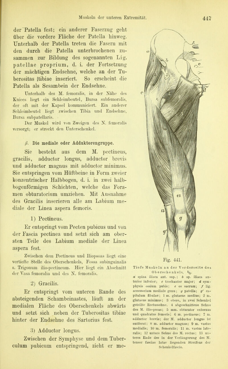 der'Patella fest; ein anderer Easerzug geht über die vordere Fläche der Patella hinweg. Unterhalb der Patella treten die Fasern mit den durch die Patella unterbrochenen zu- sammen zur Bildung des sogenannten Lig. patellae proprium, d. i. der Fortsetzung der mächtigen Endsehne, welche an der Tu- berositas (tibiae inseriert. So erscheint die Patella als Sesam bein der Endsehne. Unterhalb des M. femoralis, in der Nähe des Kniees liegt ein Schleimbeutel, Bursa subfemoralis, der oft mit der Kapsel kommuniciert. Ein anderer Schleimbeutel liegt zwischen Tibia und Endsehne, Bursa subpatellaris. Der Muskel wird von Zweigen des N. femoralis versorgt; er streckt den Unterschenkel. ß. Die mediale oder Adduktorengruppe. Sie besteht aus dem M. pectineus, gracilis, adductor longus, adductor brevis und adductor magnus mit adductor minimus. Sie entspringen vom Hüftbeine in Form zweier konzentrischer Halbbogen, d. i. in zwei halb- bogenförmigen Schichten, welche das Fora- men obturatorium umziehen. Mit Ausnahme des G-racilis inserieren alle am Labium me- diale der Linea aspera femoris. 1) Pectineus. Er entspringt vom Pecten pubicus und von der Fascia pectinea und setzt sich am ober- sten Teile des Labium mediale der Linea aspera fest. Zwischen dem Pectineus und Iliopsoas liegt eine vertiefte Stelle des Oberschenkels, Fossa subinguinalis s. Trigonum ilio-pectineum. Hier liegt ein Abschnitt der Vasa femoralia und des N. femoralis. 2) Gracilis. Er entspringt vom unteren Rande des absteigenden Schambeinastes, läuft an der medialen Fläche des Oberschenkels abwärts und setzt sich neben der Tuberositas tibiae hinter der Endsehne des Sartorius fest. 3) Adductor longus. Zwischen der Symphyse und dem Tuber- culum pubicum entspringend, zieht er me- Fig. 441. Ti( Muskeln an der Vorderseite des Oberschenkels, i a spina iliaca ant. sup.; 6 sp. iliaca an- terior inferior; c trochanter major; d Sym- physis ossium pubis; e os sacrum; / lig. accessorium mediale genu; y patella; g' ca- pitulum fibulae; Im. glutaeus medius; 2 ni. glutaeus minimus; 3 obere, in zwei Schenkel geteilte Rectussehne. 4 abgeschnittene Sehne des M. ilio-psoas; 5 mm. obturator externus und quadratus femoris; 6 m. pectineus; 7 m. adductor brevis; der M. adductor longus ist entfernt; 8 m. adductor magnus; 9 m. vastus medialis; 10 m. femoralis; 11 m. vastus late- ralis; 12 untere Sehne des M. rectus; 13 un- teres Ende des in der Verlängerung des M. tensor fasciae latae liegenden Streifens der Schenkelfascie.