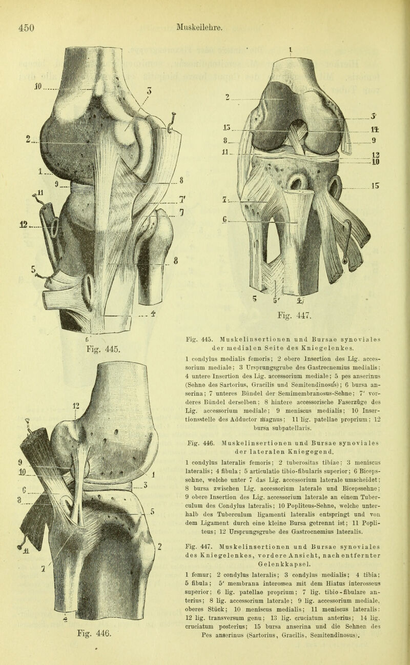 Fig. 445. Fig. 446. Fig. 445. Muskelinsertionen und Bursae synoviales der medialen Seite des Kniegelenkes. 1 condylus medialis femoris; 2 obere Insertion des Lig. acces- sorium mediale; 3 Ursprungsgrube des Gastrocnemius medialis: 4 untere Insertion des Lig. accessorium mediale; 5 pes anserinus (Sehne des Sartorius, Gracilis und Semitendinosiis); 6 bursa an- serina; 7 unteres Bündel der Semimembranosus-Sehne; 7' vor- deres Bündel derselben; 8 hintere accessorische Faserzüge des Lig. accessorium mediale; 9 meniscus medialis; 10 Inser- tionsstelle des Adductor m'agnus; 11 lig. patellae proprium; 12 bursa subpatellaris. Fig. 446. Muskelinsertionen und Bursae synoviales der lateralen Kniegegend. 1 condylus lateralis femoris; 2 tuberositas tibiae: 3 meniscus lateralis; 4 fibula; 5 articulatio tibio-fibularis superior; 6 Biceps- sehne, welche unter 7 das Lig. accessorium laterale umscheidet; 8 bursa zwischen Lig. accessorium laterale und Bicepssehne; 9 obere Insertion des Lig. accessorium laterale an einem Tuber- culum des Condylus lateralis; 10 Popliteus-Sehne, welche unter- halb des Tuberculum Hgamenti lateralis entspringt und von dem Ligament durch eine kleine Bursa getrennt ist; 11 Popli- teus; 12 ürsprungsgrube des Gastrocnemius lateralis. Fig. 447. Muskelinsertionen und Bursae synoviales des Kniegelenkes, vordere Ansicht, nach entfernter Gelenkkapsel. 1 femur; 2 condylus lateralis; 3 condylus medialis; 4 tibia; 5 fibula; 5' membrana interossea mit dem Hiatus interosseus superior; 6 lig. patellae proprium; 7 lig. tibio-fibulare an- terius; 8 lig. accessorium laterale; 9 lig. accessorium mediale, oberes Stück; 10 meniscus medialis; 11 meniscus lateralis: 12 lig. transversum genu; 13 lig. cruciatum anterius; 14 lig. cruciatum posterius; 15 bursa anserina und die Sehnen des Pes anserinus (Sartorius, Gracilis, Semitendinosus),