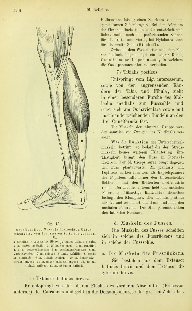 Fig. 453. Oberflächliche Muskeln des rechten Unter- sehenkels, von der inneren Seite aus gesehen. a patella; l< tuberositas tibiae; c scapus tibiae; d calx. 1 m. vastus medialis; 2, 2' m. sartorius; 3 ui. gracilis; 4, 4' m. semitendinosus; 5 m. semimembranosus; 6 m. gastrocnemius; 7 m. soleus; 8 tendo Achillis; 8' tendo m. plantaris; 9 m. tibialis posticus; 10 m. flexor digi- toruni longus; 11 m. flexor hallucis longus; 12, 12' ni. tibialis anticus; 13 ui. abductor hallucis. 1) Extensor hallucis brevis. Er entspringt von der oberen anterior) des Calcaneus und gebt ir Halluxsehne häufig einen Zuschuss von dem gemeinsamen Zehenbeuger. Bei den Affen ist der Flexor hallucis bedeutender entwickelt und liefert meist noch die perforierenden Sehnen für die dritte und vierte, bei Hylobates auch für die zweite Zehe (Bischoff). Zwischen dem Wadenbeine und dem Fle- xor hallucis longus liegt ein langer Kanal, Canalis musculo-peronaeus, in welchem die Vasa peronaea abwärts verlaufen. 7 ) Tibialis posticus. Entspringt vom Lig. interosseum, sowie von den angrenzenden Rän- dern der Tibia und Fibula, zieht in einer besonderen Eurche des Mal- leolus medialis zur Fusssohle und setzt sich am Os naviculare sowie mit auseinanderweichenden Bündeln an den drei Cuneiformia fest. Die Muskeln der hintereu Gruppe wer- den sämtlich von Zweigen des N, tibialis ver- sorgt. Was die Funktion der Unterschenkel- muskeln betrifft, so bedarf die der Streck- muskeln keiner weiteren Erläuterung; ihre Thätigkeit bringt den Fuss in Dorsal- flexion. Der M. triceps surae beugt dagegen den Fuss plantarwärts. M. plantaris und Popliteus wirken zum Teil als Kapselspanner; der Pophteus hilft ferner den Unterschenkel flektieren und den flektierten medianwärts rollen. Der Tibialis anticus hebt den medialen Fussrand; frühzeitige Kontraktur desselben bedingt den Klumpfuss. Der Tibiahs posticus streckt und adduciert den Fuss und hebt den medialen Fussrand. Die Mm. peronaei heben den lateralen Fussrand. d. Muskeln des Fusses. Die Muskeln des Fusses scheiden sich in solche des Fussrückens und in solche der Fusssohle. a. Die Muskeln des Fussrückens. Sie bestehen aus dem Extensor hallucis brevis und dem Extensor di- gitorum brevis. Fläche des vorderen Abschnittes (Processus die Dorsalaponeurose der grossen Zehe über.