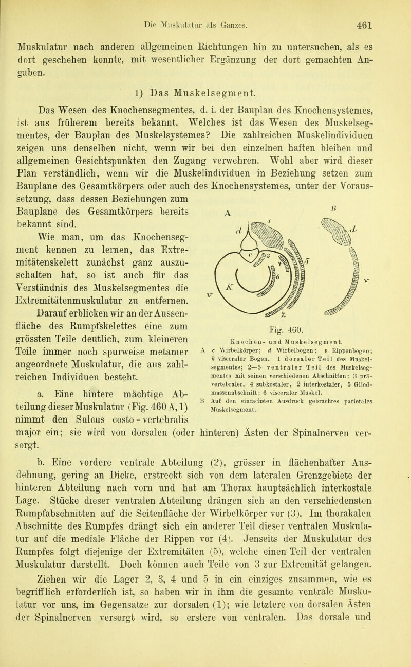 Muskulatur nach anderen allgemeinen Richtungen hin zu untersuchen, als es dort geschehen konnte, mit wesentlicher Ergänzung der dort gemachten An- gaben. 1) Das Muskelsegment. Das Wesen des Knochensegmentes, d. i. der Bauplan des Knochensystemes, ist aus früherem bereits bekannt. Welches ist das Wesen des Muskelseg- mentes, der Bauplan des Muskelsystemes? Die zahlreichen Muskelindividuen zeigen uns denselben nicht, wenn wir bei den einzelnen haften bleiben und allgemeinen Gesichtspunkten den Zugang verwehren. Wohl aber wird dieser Plan verständlich, wenn wir die Muskelindividuen in Beziehung setzen zum Bauplane des Gesamtkörpers oder auch des Knochensystemes, unter der Voraus- setzung, dass dessen Beziehungen zum Bauplane des Gesamtkörpers bereits bekannt sind. Wie man, um das Knochenseg- ment kennen zu lernen, das Extre- mitätenskelett zunächst ganz auszu- schalten hat, so ist auch für das Verständnis des Muskelsegmentes die Extremitätenmuskulatur zu entfernen. Darauf erblicken wir an der Aussen- fläche des Rumpfskelettes eine zum grössten Teile deutlich, zum kleineren Teile immer noch spurweise metamer angeordnete Muskulatur, die aus zahl- reichen Individuen besteht. a. Eine hintere mächtige Ab- teilung dieser Muskulatur (Eig. 460 A, 1) nimmt den Sulcus costo - vertebralis major ein; sie wird von dorsalen (oder hinteren) Ästen der Spinalnerven ver- sorgt. b. Eine vordere ventrale Abteilung (2), grösser in flächenhafter Aus- dehnung, gering an Dicke, erstreckt sich von dem lateralen Grenzgebiete der hinteren Abteilung nach vorn und hat am Thorax hauptsächlich interkostale Lage. Stücke dieser ventralen Abteilung drängen sich an den verschiedensten Rumpfabschnitten auf die Seitenfläche der Wirbelkörper vor (3). Im thorakalen Abschnitte des Rumpfes drängt sich ein anderer Teil dieser ventralen Muskula- tur auf die mediale Eläche der Rippen vor (4j. Jenseits der Muskulatur des Rumpfes folgt diejenige der Extremitäten (5), welche einen Teil der ventralen Muskulatur darstellt. Doch können auch Teile von 3 zur Extremität gelangen. Ziehen wir die Lager 2, 3, 4 und 5 in ein einziges zusammen, wie es begrifflich erforderlich ist, so haben wir in ihm die gesamte ventrale Musku- latur vor uns, im Gegensatze zur dorsalen (1); wie letztere von dorsalen Ästen der Spinalnerven versorgt wird, so erstere von ventralen. Das dorsale und Fig. 460. Knochen- und Muskelsegment. A c Wirbelkörper; d Wirbelbogen; v Rippenbogen; k visceraler Bogen. 1 dorsaler Teil des Muskel- segmentes; 2—5 ventraler Teil des Muskelseg- mentes mit seinen verschiedenen Abschnitten: 3 prä- vertebraler, 4 subkostaler, 2 interkostaler, 5 Glied- massenabschnitt; 6 visceraler Muskel. B Auf den einfachsten Ausdruck gebrachtes parietales Muskelsegment.