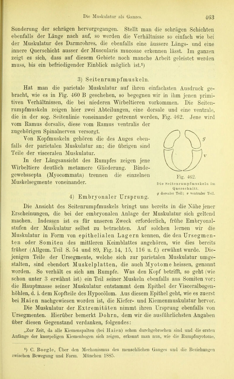 Sonderung der schrägen hervorgegangen. Stellt man die schrägen Schichten ebenfalls der Länge nach auf, so werden die Verhältnisse so einfach wie bei der Muskulatur des Darmrohres, die ebenfalls eine äussere Längs- und eine innere Querschicht ausser der Muscularis mucosae erkennen lässt. Im ganzen zeigt es sich, dass auf diesem Gebiete noch manche Arbeit geleistet werden muss, bis ein befriedigender Einblick möglich ist.^) 3} Seitenrumpfmuskeln. Hat man die parietale Muskulatur auf ihren einfachsten Ausdruck ge- bracht, wie es in Fig. 460 B geschehen, so begegnen wir in ihm jenen primi- tiven Verhältnissen, die bei niederen Wirbeltieren vorkommen. Die Seiten- rumpfmuskeln zeigen hier zwei Abteilungen, eine dorsale und eine ventrale, die in der sog. Seitenlinie voneinander getrennt werden, Fig. 462. Jene wird vom Eamus dorsalis, diese vom Ramus ventralis der zugehörigen Spinalnerven versorgt. Von Kopfmuskeln gehören die des Auges eben- falls der parietalen Muskulatur an; die übrigen sind Teile der visceralen Muskulatur. In der Längsansicht des Rumpfes zeigen jene Wirbeltiere deutlich metamere Grliederung. Binde- gewebssepta (Myocommata) trennen die einzelnen Yi<^. 4ö2. Muskelsegmente voneinander. Die seitemumpfmuskein im Querschnitt. g dorsaler Teil; v ventraler Teil. 4) Embryonaler Ursprung. Die Ansicht des Seitenrumpfmuskels bringt uns bereits in die Nähe jener Erscheinungen, die bei der embryonalen Anlage der Muskulatur sich geltend machen. Indessen ist es für unseren Zweck erforderlich, frühe Embryonal- stufen der Muskulatur selbst zu betrachten. Auf solchen lernen wir die Muskulatur in Form von epithelialen Lagern kennen, die den Ursegmen- ten oder Somiten des mittleren Keimblattes angehören, wie dies bereits früher (Allgem. Teil S. 54 und 89, Fig. 14, 15, 116 u. f.) erwähnt wurde. Die- jenigen Teile der Ursegmente, welche sich zur parietalen Muskulatur umge- stalten, sind ebendort Muskelplatten, die auch Myotome heissen, genannt worden. So verhält es sich am Rumpfe. Was den Kopf betrifft, so geht (wie schon unter 3 erwähnt ist) ein Teil seiner Muskeln ebenfalls aus Somiten vor; die Hauptmasse seiner Muskulatur entstammt dem Epithel der Visceralbogen- höhlen, d. i. dem Kopfteile des Hypocölom. Aus diesem Epithel geht, wie es zuerst bei Haien nachgewiesen worden ist, die Kiefer- und Kiemenmuskulatur hervor. Die Muskulatur der Extremitäten nimmt ihren Ursprung ebenfalls von Ursegmenten. Hierüber bemerkt Dohrn, dem wir die ausführlichsten Angaben über diesen Gegenstand verdanken, folgendes: „Zur Zeit, da alle Kiemenspalten (bei Haien) schon durchgebrochen sind und die ersten Anfänge der knorpeligen Kiemenbogen sich zeigen, erkennt man nun, wie die Kumpfmyotome, ^) C. Boegle, Über den Mechanismus des menschlichen Ganges und die Beziehungen zwischen Bewegung und Form. München 1885.