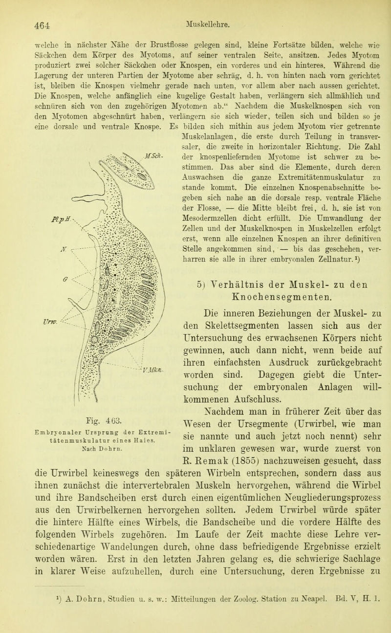 ■welclie in nächster Xäbe der Brustflosse gelegen sind, kleine Fortsätze bilden, welche wie Säckchen dem Körper des Mvotoms. auf seiner ventralen Seite, ansitzen. Jedes Myotom produziert zwei solcher Säckchen oder Knospen, ein vorderes und ein hinteres. Während die Lagerung der unteren Partien der Myotome aber schräg, d. h, von hinten nach vom gerichtet ist, bleiben die Knospen vielmehr gerade nach unten, vor allem aber nach aussen gerichtet. Die Knospen, welche anfänghch eine kugehge Gestalt haben, verlängern sich alhnählich und schnüren sich von den zugehörigen Myotomen ab. Xachdem die Muskelknospen sich von den Myotomen abgeschnürt haben, verlängern sie sich wieder, teilen sich und büden so je eine dorsale und ventrale Knospe. Es bilden sich mithin aus jedem Myotom vier getrennte Muskelanlagen, die erste durch Teüung in transver- saler, die zweite in horizontaler Kichtung. Die Zahl der knospenliefemden Myotome ist schwer zu be- stimmen. Das aber sind die Elemente, durch deren Auswachsen die ganze Extremitätenmuskulatur zu stände kommt. Die einzelnen Knospenabschnitte be- geben sich nahe an die dorsale resp. ventrale Fläche der Flosse, — die Mitte bleibt frei, d. h. sie ist von Mesodermzellen dicht erfüllt. Die Umwandlung der Zellen und der Muskelknospen in Muskelzellen erfolgt erst, wenn alle einzelnen Knospen an ihrer definitiven Stelle angekommen sind. — bis das geschehen, ver- harren sie alle in ihrer embryonalen Zellnatur. ^) 5) Verhältnis der Muskel- zu den Knochensegmenten. Die inneren Beziehungen der Muskel- zu den Skelettsegmenten lassen sich aus der Untersuchung des erwachsenen Körpers nicht gewinnen, auch dann nicht, wenn beide auf ihren einfachsten Ausdruck zurückgebracht worden sind. Dagegen giebt die Unter- suchung der embryonalen Anlagen will- kommenen Aufschluss. Nachdem man in früherer Zeit über das Wesen der Ursegmente (Urwirbel, wie man sie nannte und auch jetzt noch nennt) sehr im unklaren gewesen war, wurde zuerst von E. Eemak (1855) nachzuweisen gesucht, dass die Urwirbel keineswegs den späteren AVirbeln entsprechen, sondern dass aus ihnen zunächst die intervertebralen Muskeln hervorgehen, während die Wirbel und ihre Bandscheiben erst durch einen eigentümlichen Xeughederungsprozess aus den Urwirbelkemen heryorgehen sollten. Jedem Urwirbel würde später die hintere Hälfte eines Wirbels, die Bandscheibe und die vordere Hälfte des folgenden Wirbels zugehören. Im Laufe der Zeit machte diese Lehre ver- schiedenartige Wandelungen durch, ohne dass befriedigende Ergebnisse erzielt worden wären. Erst in den letzten Jahren gelang es, die schwierige Sachlage in klarer Weise aufzuhellen, durch eine Untersuchung, deren Ergebnisse zu Urw. VJfkfV- Fig. 4(33. Embryonaler Ursprung der Extremi tätenmuskulatur eines Haies. Xaeh Dnhrn. ^) A. Dohrn. Studien u. s. w.: Mitteilungen der Zoolog. Station zu Xeapel. Bd. V. H. 1,