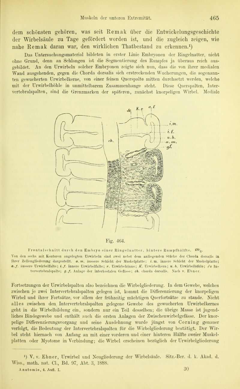dem schönsten gehören, was seit Remak über die Entwickelungsgeschichte der AVirbelsäule zu Tage gefördert worden ist, und die zugleich zeigen, wie nahe Remak daran war, den wirklichen Thatbestand zu erkennen.^) Das Untersuchungsmaterial bildeten in erster Linie Embryonen der Ringelnatter, nicht ohne Grund, denn an Schlangen ist die Segmentierung des Eumpfes ja überaus reich aus- gebildet. An den Urwirbeln solcher Embryonen zeigte sich nun, dass die von ihrer medialen Wand ausgehenden, gegen die Chorda dorsahs sich erstreckenden Wucherungen, die sogenann- ten gewucherten ürwirbelkerne, von einer feinen Querspalte mitten durchsetzt werden, welche mit der Urwirbelhöhle in unmittelbarem Zusammenhange steht. Diese Querspalten, Inter- vertebralspalten, sind die Grenzmarken der späteren, zunächst knorpeligen Wirbel, Mediale Eig. 464. Frontalschnitt durch den Embryo einer Ringelnatter, hintere Rumpfhälfte. Von den sechs mit Konturen angelegien Urwirbeln sind zwei nebst dem anliegenden Stücke der Chorda dorsalis in ihrer Zellengliederung dargestellt, a.m.. äussere Schicht der Muskelplatte; i.m. innere Schicht der Muskelplatte; a.f. äussere TJrwirbelfalte; i.f. innere Urwirbelfalte; r. Urwirbelrinne; X. Urwirbelkern; u. h. Urwirbelhöhle; Js In- tervertebralspalte; g./. Anlage der interkostalen Gefässe; ch. chorda dorsalis. Nach v. Ebner. Fortsetzungen der Urwirbelspalten also bezeichnen die Wirbelgliederung. In dem Gewebe, welches zwischen je zwei Intervertebralspalten gelegen ist, kommt die Differenzierung der knorpeligen Wirbel und ihrer Fortsätze, vor allem der frühzeitig mächtigen Querfortsätze zu stände. Nicht alles zwischen den Intervertebralspalten gelegene Gewebe des gewucherten Urwirbelkernes geht in die Wirbelbildung ein, sondern nur ein Teil desselben; die übrige Masse ist jugend- liches Bindegewebe und enthält auch die ersten Anlagen der Zwischenwirbelgefässe. Der knor- pelige Differenzierungsvorgang und seine Ausdehnung wurde jüngst von Corning genauer verfolgt, die Bedeutung der Intervertebralspalten für die Wirbelgliederung bestätigt. Der Wir- bel steht hiernach von Anfang an mit einer vorderen und einer hinteren Hälfte zweier Muskel- platten oder Myotome in Verbindung; die Wirbel erscheinen bezüghch der UrwirbelgHederung ^) V. V. Ebner, Urwirbel und Neughederung der Wirbelsäule. Wiss., math. nat. Cl., Bd. 97, Abt. 3, 1888. Anatomie, 4. Aufl. I. Sitz.-Ber. d. k. Akad. d. 30