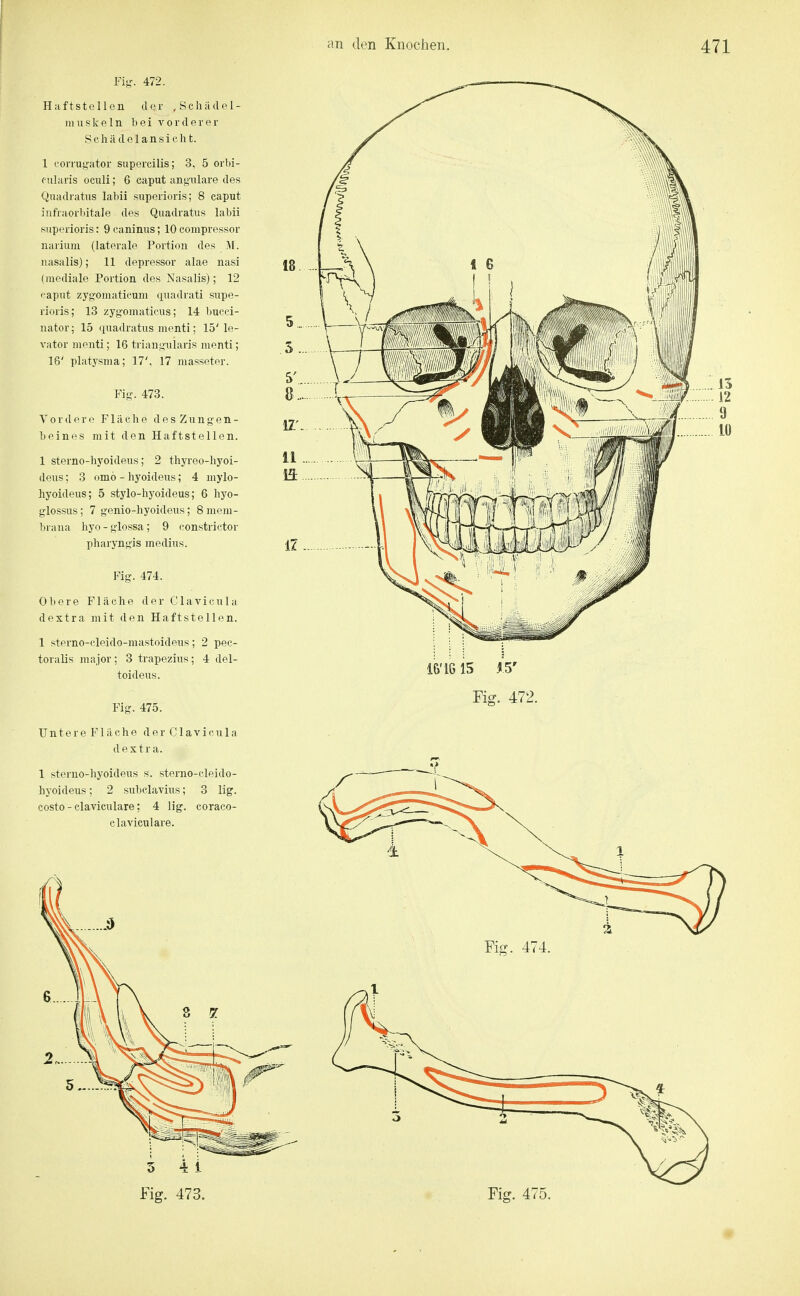 Fiix. 472. Haftstellen dru' ,Scliädel- muskeln bei vorderer Schädelansicht. 1 corru},'ator supercilis; 3, 5 orbi- f ularis ocixli; 6 Caput ang-ulare des Quadratus labil superioris; 8 caput infraorbitale des Quadratus labii superioris: 9 caninus; 10 compressor narium (laterale Portion des M. nasalis); 11 depressor alae nasi (mediale Portion des Nasalis); 12 i-aput zyg'oraatieuni quadrati supe- rioris; 13 zygomaticus; 14 bueei- nator; 15 quadratus menti; 15'le- vator menti; 16 trian!;ularis menti; 16' Platysma; 17', 17 masseter. Fij^. 473. Vordere Fläche d e s Z u n g- e n - beines mit den Haftstellen. 1 sterno-hyoideus; 2 thyreo-liyoi- deus; 3 omo - hyoideus; 4 mylo- hyoideus; 5 stylo-hyoideus; 6 hyo- glossus; 7 genio-hyoideus; 8 mem- brana hyo - glossa ; 9 constrictor pharyngis medius. Fig. 474. Obere Fläche der Clavicula dextra mit den Haftstellen. 1 sterno-cleido-mastoideus; 2 pec- toralis major; 3 trapezius; 4 del- toideus. Fig. 475. U n t e r e F1 il c h e d e r C1 a v i c u 1 a dextra. 1 sterno-hyoideus s. sterno-eleido- hyoideus; 2 subclavius; 3 lig. costo - claviculare; 4 lig. coraco- claviculare. 16'16 15 .15' Fig. 472. Fig. 474. Fig. 475.