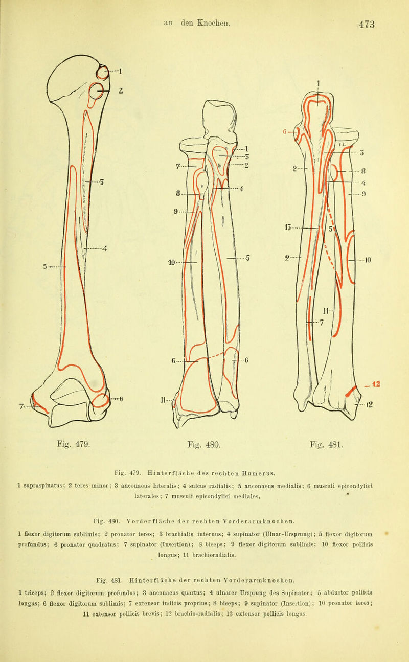 Fig. 479. Hinterfläche des rechten Humerus. 1 supraspinatus; 2 teres miaor; 3 ancoaaeus lateralis; 4 suleus radialis; 5 anconaeus medialis: 6 musculi epicondylici laterales; 7 musculi epicondylici mediales. Fig. 480. Vorder fläche der rechten Vorderarmknochen. 1 flexor digitorum suhlimis; 2 pronator teres; 3 brachialis internus; 4 supinator (Ulnar-Ursprung); 5 flexor digitorum profundus; 6 pronator quadratus; 7 supinator (Insertion); 8 biceps; 9 flexor digitorum suhlimis; 10 flexor poUicis longus; 11 brachioradialis. Fig. 481. Hinterfläche der rechten Vorderarmknochen. 1 triceps; 2 flexor digitorum profundus; 3 anconaeus quartus; 4 ulnarer Ursprung des Supinator; 5 ahductor pollicis longus; 6 flexor digitorum suhlimis; 7 extensor indicis proprius; 8 biceps; 9 supinator (Insertion); 10 pronator teres; 11 extensor pollicis brevis; 12 brachio-radialis; 13 extensor pollicis longus.