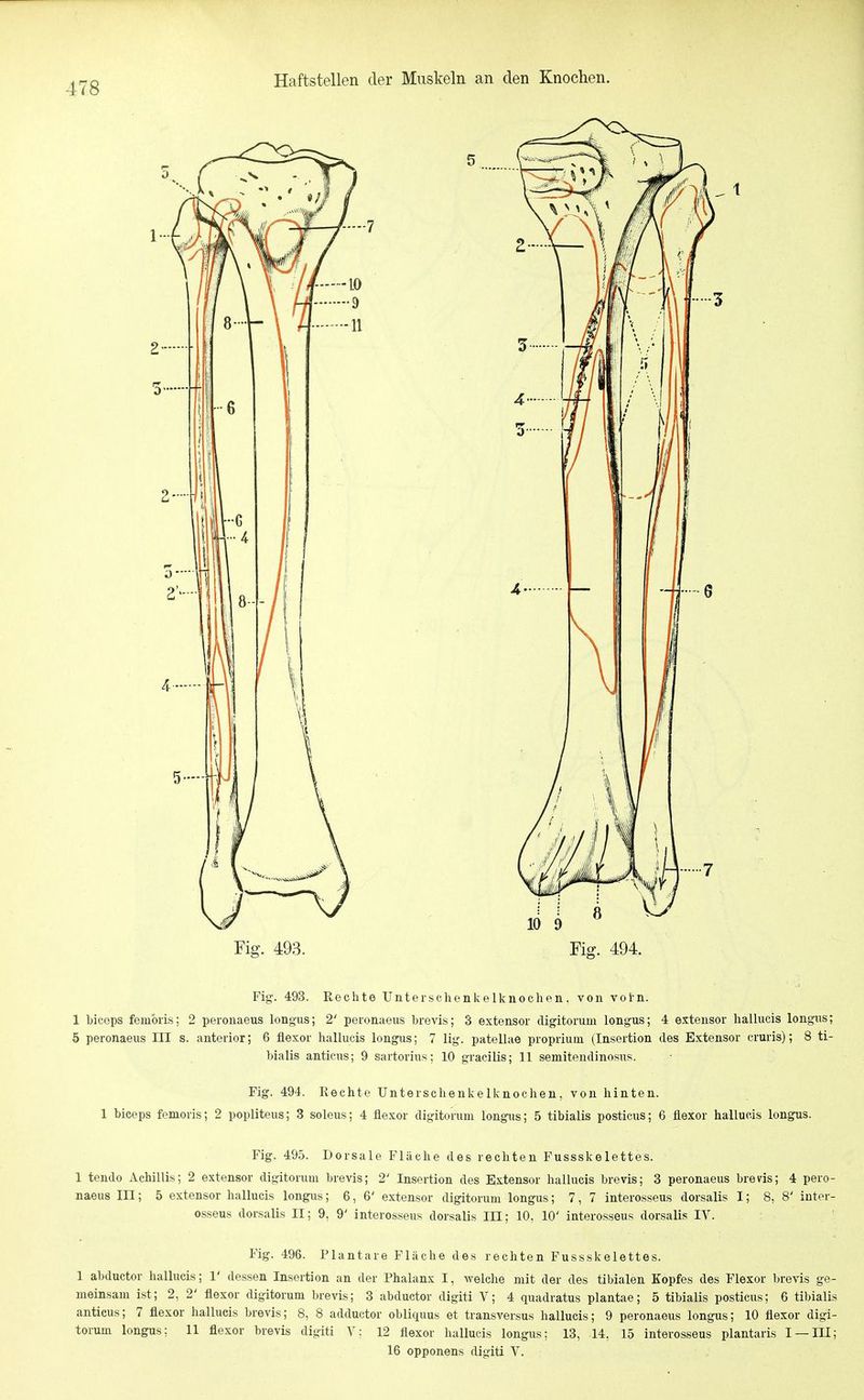 Haftstellen der Muskeln an den Knochen. Fig. 493. Rechte Unterschenkelknochen. von vorn. 1 biceps femöiis; 2 peronaeus longus; 2' peronaeus brevis; 3 extensor digitoruui longus; 4 extensor hallucis longns; 5 peronaeus III s. anterior; 6 flexor hallucis longixs; 7 lig. patellae proprium (Insertion des Extensor eruris); 8 ti- bialis antieus; 9 sartorius: 10 gracilis; 11 semitendinosus. Fig. 494. Rechte Unterschenkelknochen, von hinten. 1 biceps femoris; 2 popliteus; 3 soleus; 4 fiexor digitorum longus; 5 tibialis posticus; 6 flexor hallucis longus. Fig. 495. Dorsale Fläche des rechten Fussskelettes. 1 tendo Achillis; 2 extensor digitorum brevis; 2' Insertion des Extensor hallucis brevis; 3 peronaeus brevis; 4 pero- naeus III; 5 extensor hallucis longus; 6,6' extensor digitorum longus; 7,7 interosseus dorsalis I; 8, 8' inter- osseus dorsalis II; 9, 9' interosseus dorsalis III; 10, 10' interosseus dorsalis IV. Fig. 496. Plantare Fläche des rechten Fussskelettes. 1 abductor hallucis; 1' dessen Insertion an der Phalanx I, welche mit der des tibialen Kopfes des Flexor brevis ge- meinsam ist; 2, 2' flexor digitorum brevis; 3 abductor digiti V; 4 quadratus plantae; 5 tibialis posticiis; 6 tibialis antieus; 7 flexor hallucis brevis; 8, 8 adductor obliquus et transversus hallucis; 9 peronaeus longus; 10 flexor digi- torum longus; 11 flexor brevis digiti V: 12 flexor hallucis longus: 13, 14, 15 interosseus plantaris I —III; 16 opponens digiti V.