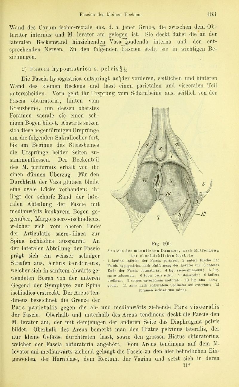 Wand des Cayum ischio-rectale aus, d. h. jener Grabe, die zwischen dem Ob- turator internus und M. levator ani gelegen ist. Sie deckt dabei die an der lateralen Beckenwand hinziehenden Vasa ^pudenda interna und den ent- sprechenden Nerven. Zu den folgenden Fascien steht sie in wichtigen Be- ziehungen. 2) Fascia hypogastrica s. pelvis.|4^ Die Fascia hypogastrica entspringt an^der vorderen, seitlichen und hinteren Wand des kleinen Beckens und lässt einen parietalen und visceralen Teil unterscheiden. Vorn geht ihr Ursprung vom Schambeine aus, seitlich von der Fascia obturatoria, hinten vom Kreuzbeine, um dessen oberstes Foramen sacrale sie einen seh- nigen Bogen bildet. Abwärts setzen sich diese bogenförmigen Ursprünge um die folgenden Sakrallöcher fort, bis am Beginne des Steissbeines die Ursprünge beider Seiten zu- sammenfliessen. Der Beckenteil des M. piriformis erhält von ihr einen dünnen Überzug. Für den Durchtritt der Vasa glutaea bleibt eine ovale Lücke vorhanden; ihr liegt der scharfe Band der late- ralen Abteilung der Fascie mit medianwärts konkavem Bogen ge- genüber, Marge sacro - ischiadicus, welcher sich vom oberen Ende' der Articulatio sacro-iliaca zur Spina ischiadica ausspannt. An der lateralen Abteilung der Fascie prägt sich ein weisser sehniger Streifen aus, Arcus tendineus, welcher sich in sanftem abwärts g^e- 0' ■12 Fig. 500. Ansicht des männlichen Dammes, nach Entfernung der oberflächlichen Muskeln. 1 lamina inferier der Fascia perinaei; 2 untere Fläche der Fascia hypogastrica nach Entfernung des Levator ani; 3 unteres Ende der Fascia obturatoria; 4 lig. sacro-spinosum: 5 lig. sacro-tuberosum; 6 tuber ossis ischii; 7 Steissbein; 8 bulbus urethrae: 9 corpus cavernosum urethrae; 10 lig. ano - coccy- 12 anus nach entferntem Sphincter ani externus: foramen ischiadicum minus. wendeten Bogen von der unteren Gegend der Symphyse zur Spina ^eum: ii ischiadica erstreckt. Der Arcus ten dineus bezeichnet die G-renze der Pars parietalis gegen die ab- und medianwärts ziehende Pars visceralis der Fascie. Oberhalb und unterhalb des Arcus tendineus deckt die Fascie den M. levator ani, der mit demjenigen der anderen Seite das Diaphragma pelvis bildet. Oberhalb des Arcus bemerkt man den Hiatus pelvinus lateralis, der nur kleine Gefässe durchtreten lässt, sowie den grossen Hiatus obturatorius, welcher der Fascia obturatoria angehört. Vom Arcus tendineus auf dem M. levator ani medianwärts ziehend gelangt die Fascie zu den hier befindlichen Ein- geweiden, der Harnblase, dem Bectum, der Vagina und setzt sich in deren 31*