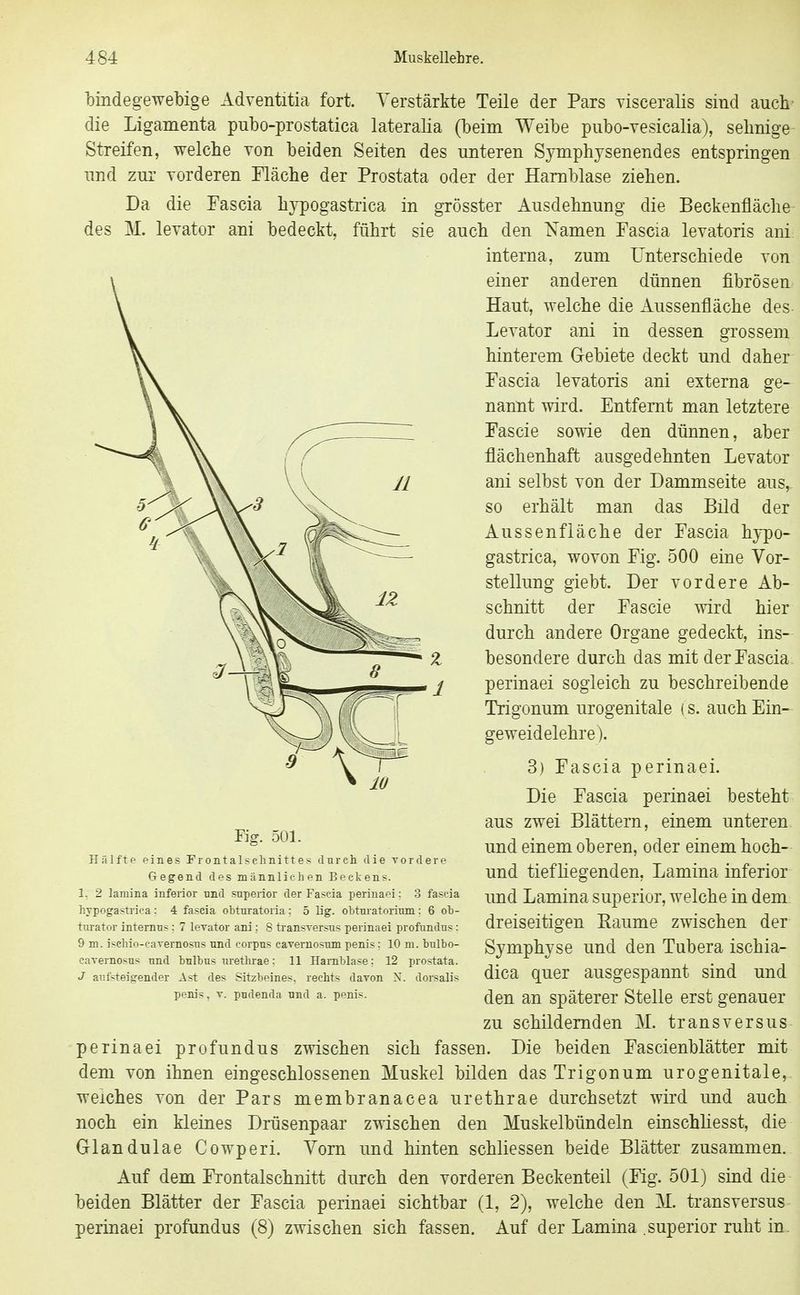 bindegewebige Adventitia fort. Verstärkte Teile der Pars yisceralis sind auch- die Ligamenta pubo-prostatica lateraKa (beim Weibe pubo-vesicalia), sehnige Streifen, welche von beiden Seiten des unteren Symphysenendes entspringen und zur vorderen Fläche der Prostata oder der Harnblase ziehen. Da die Eascia hypogastrica in grösster Ausdehnung die Beckenfläche des M. levator ani bedeckt, führt sie auch den Namen Fascia levatoris ani interna, zum Unterschiede von einer anderen dünnen fibrösen Haut, welche die Aussenfläche des Levator ani in dessen grossem hinterem Gebiete deckt und daher Fascia levatoris ani externa ge- nannt wird. Entfernt man letztere Fascie sowie den dünnen, aber flächenhaft ausgedehnten Levator ani selbst von der Dammseite aus, so erhält man das Bild der Aussenfläche der Eascia hypo- gastrica, wovon Fig. 500 eine Vor- stellung giebt. Der vordere Ab- schnitt der Fascie wird hier durch andere Organe gedeckt, ins- besondere durch das mit der Eascia. perinaei sogleich zu beschreibende Trigonum urogenitale (s. auch Ein- geweidelehre). 3) Fascia perinaei. Die Eascia perinaei besteht aus zwei Blättern, einem unteren und einem oberen, oder einem hoch- und tiefliegenden, Lamina inferior und Lamina superior, welche in dem dreiseitigen Eaume zwischen der Symphyse und den Tubera ischia- dica quer ausgespannt sind und den an späterer Stelle erst genauer zu schildernden M. tr ans versus perinaei profundus zwischen sich fassen. Die beiden Fascienblätter mit dem von ihnen eingeschlossenen Muskel bilden das Trigonum urogenitale, weiches von der Pars membranacea urethrae durchsetzt wird und auch noch ein kleines Drüsenpaar zwischen den Muskelbündeln einschliesst, die Glandulae Cowperi. Vorn und hinten schliessen beide Blätter zusammen. Auf dem Frontalschnitt durch den vorderen Beckenteil (Fig. 501) sind die beiden Blätter der Eascia perinaei sichtbar (1, 2), welche den M. transversus perinaei profundus (8) zwischen sich fassen. Auf der Lamina .superior ruht in- Fig. 501. Hälfte eines Fr out a 1 s chnitt e s durcii die Tordere Gegend des männlichen Beckens. 1, 2 lamina inferior und superior der Fascia perinaei: 3 fascia hypogastrica : 4 fascia obturatoria: 5 lig. obturatorium: 6 ot- tnrator internus : 7 lerator ani : S transversus perinaei profundus : 9 m. isehio-cavernosus und corpus cavernosum penis: 10 ni. bulbo- cavemosus und bulbus urethrae: 11 Harnblase: 12 prostata. J aufsteigender Ast des Sitzbeines, rechts davon X. dorsalis penis. V. pudenda und a. penis.