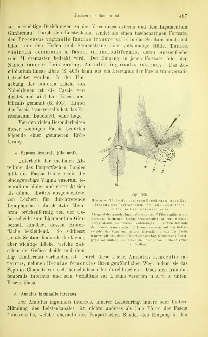 sie in wichtige Beziehungen zu den Vasa iliaca externa und dem Ligamentum Gimbernati. Durch den Leistenkanal sendet sie einen taschenartigen Fortsatz, den Processus vaginalis fasciae transversalis in das Serotum hinab und bildet um den Hoden und Samenstrang eine vollständige Hülle, Tunica vaginalis communis s. fascia infundibuliformis, deren Aussenfläche vom M. cremaster bedeckt wird. Der Eingang in jenen Fortsatz führt den Namen innerer Leistenring, Annulus inguinalis internus. Das Ad- miniculum lineae albae (S. 403) kann als ein Erzeugnis der Fascia transversalis betrachtet werden. In der Um- . gebung der des hinteren Fläche Nabelringes ist die Fascie ver- dichtet und wird hier Fascia um- bilicalis genannt (S. 403). Hinter der Fascia transversalis hat das Pe- ritonaeum, Bauchfell, seine Lage. Von den vielen Besonderheiten dieser wichtigen Fascie bedürfen folgende einer genaueren Erör- terung : a. Septiim femorale (Cloqueti). Unterhalb der medialen Ab- teilung des Poupart'schen Bandes hilft die Fascia transversalis die bindegewebige Vagina vasorum fe- moralium bilden und erstreckt sich als dünne, abwärts ausgebuchtete, von Löchern für durchtretende Lymphgefässe durchsetzte Mem- bran brückenförmig von der Ge- fässscheide zum Ligamentum Gim- bernati hinüber, dessen Hinter- fläche bekleidend. So schliesst sie als Septum femorale die kleine, aber wichtige Lücke, welche zwi- Fig. 505. Hintere Fläche der vorderen Bauchwand, nach Ent- fernung des Peritonaeum. Ansicht des unteren Teiles der Pascia transversalis. 1 Gegend des Annulus inguinalis internus; ^ Plica semilunaris s. Processus falciformis fasciae transversalis; m crus mediale: l crus laterale des inneren Leistenringes; 2 septum femorale der Fascia transversalis; 3 lacuna vasorum mit der Gefäss- scheide, der Vena und Arteria femoralis: 4 von der Fascia transversalis bekleidete Hinterfläche des Lig. Gimbernati; 5 Sym- physe von hinten; 6 adminiculum lineae albae; 7 kleine Vene ; m. Mediane. sehen der Gefässscheide und dem Lig. Gimbernati vorhanden ist. Durch diese Lücke, Annulus femoralis in- ternus, nehmen Herniae femorales ihren gewöhnlichen AVeg, indem sie das Septum Cloqueti vor sich herschieben oder durchbrechen. Über den Annulus femoralis internus und sein Verhältnis zur Lacuna vasorum u, s. w. s. unten, Fascia iliaca. ß. Anniilns inguinalis internus. Der Annulus inguinalis internus, innerer Leistenring, innere oder hintere Mündung des Leistenkanales, ist nichts anderes als jene Pforte der Fascia transversalis, welche oberhalb des Poupart'schen Bandes den Eingang in den