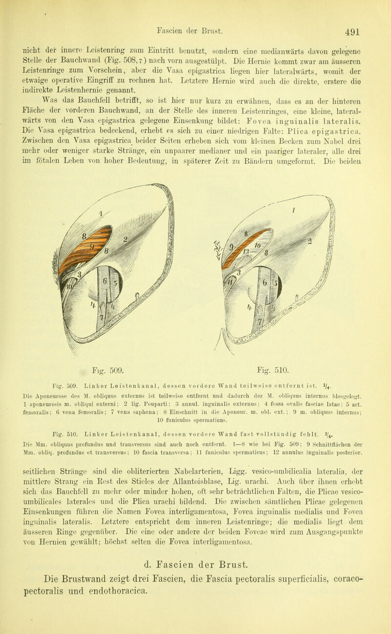 nicht der innere Leistenring zum Eintritt benutzt, sondern eine medianwärts davon gelegene Stelle der Bauchwand (Fig. 508,7) nach vorn ausgestülpt. Die Hernie kommt zwar am äusseren Leistenringe zum Vorschein, aber die Vasa epigastrica liegen hier lateralwärts, womit der etwaige operative Eingriff zu rechnen hat. Letztere Hernie wird auch die direkte, erstere die indirekte Leistenhernie genannt. Was das Bauchfell betrifft, so ist hier nur kurz zu erwähnen, dass es an der hinteren Fläche der vorderen Bauchwand, an der Stelle des inneren Leistenringes, eine kleine, lateral- wärts von den Vasa epigastrica gelegene Einsenkung bildet: Fovea inguinalis lateralis. Die Vasa epigastrica bedeckend, erhebt es sich zu emer niedrigen Falte: Plica epigastrica. Zwischen den Vasa epigastrica beider Seiten erheben sich vom kleinen Becken zum Nabel drei mehr oder weniger starke Stränge, ein unpaarer medianer und ein paariger lateraler, alle drei im fötalen Leben von hoher Bedeutung, in späterer Zeit zu Bändern umgeformt. Die beiden Flg. 509. Fig. 510. Fig. 509. Linker Leistenkanal, dessen vordere Wand teilweise entfernt ist. 1/4. Die Aponeurose des M. obliquus externus ist teilweise entfernt und dadurch der M. obliquus internus blosgelegt. 1 aponeurosis m. obliqui externa; 2 lig. Pouparti; 3 annul. inguinalis externus: 4 fossa ovalis fasciae latae; 5 art. femoralis; 6 vena femoralis; 7 vena saphena; 8 Einschnitt in die Aponeur. m. obl. ext.; 9 m. obliquus internus; 10 funiculus spermaticus. Fig. 510. Linker Leistenkanal, dessen vordere Wand fast vollständig fehlt'. 1/4. Die Mm. obliquus profundus und transversus sind auch noch entfernt. 1—8 wie bei Fig. 509; 9 Schnittflächen der Mm. obliq. profundus et transversus; 10 fascia transversa; 11 funiculus spermaticus; 12 annulus inguinalis posterior. seitlichen Stränge sind die obliterierten Nabelarterien, Ligg. vesico-umbilicalia lateralia, der mittlere Strang ein Best des Stieles der Allantoisblase, Lig. urachi. Auch über ihnen erhebt sich das Bauchfell zu mehr oder minder hohen, oft sehr beträchtlichen Falten, die Plicae vesico- umbilicales laterales und die Phca urachi bildend. Die zwischen sämtlichen Plicae gelegenen Einsenkungen führen die Namen Fovea interligamentosa, Fovea inguinalis medialis und Fovea inguinalis lateralis. Letztere entspricht dem inneren Leistenringe; die medialis liegt dem äusseren Einge gegenüber. Die eine oder andere der beiden Foveae wird zum Ausgangspunkte von Hernien gewählt; höchst selten die Fovea interligamentosa. d. Fascien der Brust. Die Brustwand zeigt drei Fascien, die Fascia pectoralis superficialis, coraco- pectoralis und endothoracica.