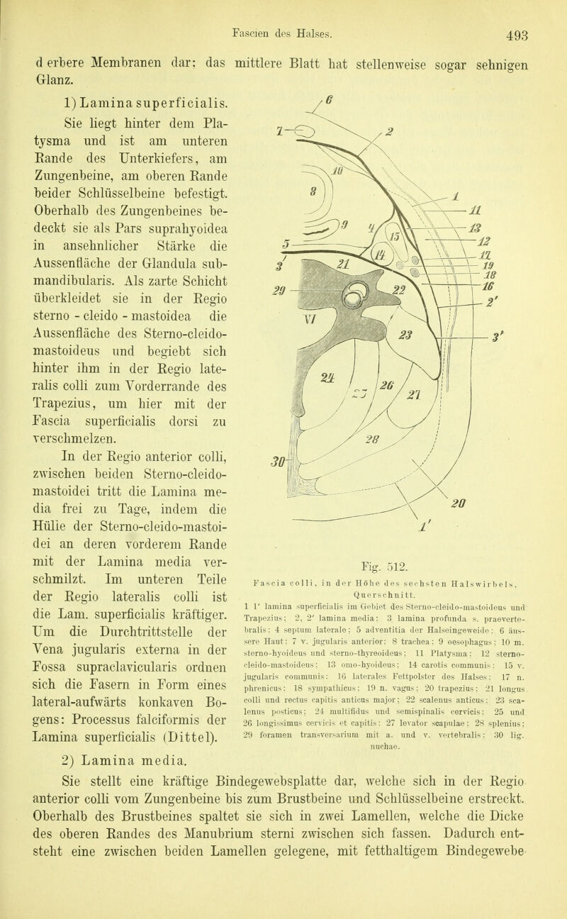 derbere Membranen dar: das mittlere Blatt hat stellenweise sogar sehnigen Grianz. 1) Lamina superficialis. Sie liegt hinter dem Pla- tysma und ist am unteren Rande des Unterkiefers, am Zungenbeine, am oberen Rande beider Schlüsselbeine befestigt. Oberhalb des Zungenbeines be- deckt sie als Pars suprahyoidea in ansehnlicher Stärke die Aussenfläche der Glandula sub- mandibularis. Als zarte Schicht überkleidet sie in der Regio sterno - cleido - mastoidea die Aussenfläche des Sterno-cleido- mastoideus und begiebt sich hinter ihm in der Regio late- ralis colli zum Yorderrande des Trapezius, um hier mit der Fascia superficialis dorsi zu verschmelzen. In der Regio anterior colli, zwischen beiden Sterno-cleido- mastoidei tritt die Lamina me- dia frei zu Tage, indem die Hülle der Sterno-cleido-mastoi- dei an deren vorderem Rande mit der Lamina media ver- schmilzt. Im unteren Teile der Regio lateralis colli ist die Lam. superficialis kräftiger. Um die Durchtrittstelle der Vena jugularis externa in der Fossa supraclavicularis ordnen sich die Fasern in Form eines lateral-aufwärts konkaven Bo- gens: Processus falciformis der Lamina superficialis (Dittel). 2) Lamina media. Sie stellt eine kräftige Bindegewebsplatte dar, welche sich in der Regio anterior colli vom Zungenbeine bis zum Brustbeine und Schlüsselbeine erstreckt. Oberhalb des Brustbeines spaltet sie sich in zwei Lamellen, welche die Dicke des oberen Randes des Manubrium sterni zwischen sich fassen. Dadurch ent- steht eine zwischen beiden Lamellen gelegene, mit fetthaltigem Bindegewebe Fig. 512. Fascia colli, in der Höhe des sechsten Halswirbels. Querschnitt. 1 1' lamina superficialis im Gebiet des Sterno-cleido-mastoideus und Trapezius; 2, 2' lamina media; 3 lamina profunda s. praeverte- bralis; 4 septum laterale; 5 adventitia der Halseingeweide; 6 äus- sere Haut; 7 v. jugularis anterior; 8 traehea; 9 Oesophagus; 10 m. sterno-hyoideus und sterno-thyreoideus; 11 Platysma: 12 sterno- cleido-mastoideus; 13 omo-hyoideus; 14 carotis communis : 15 v. jugularis communis: 16 laterales Fettpolster des Halses; 17 n. phrenicus; 18 sympatliicus: 19 n. vagus; 20 trapezius; 21 longus colU und rectus capitis anticus major; 22 scalenus anticus; 23 sca- lenus posticus; 24 multifidus und semispinaUs cervieis; 25 und 26 longissimus cervieis et capitis: 27 levator soapulae; 28 splenius; 29 foramen transvei sarium mit a. und v. vertebralis; 30 lig.. nuchae.