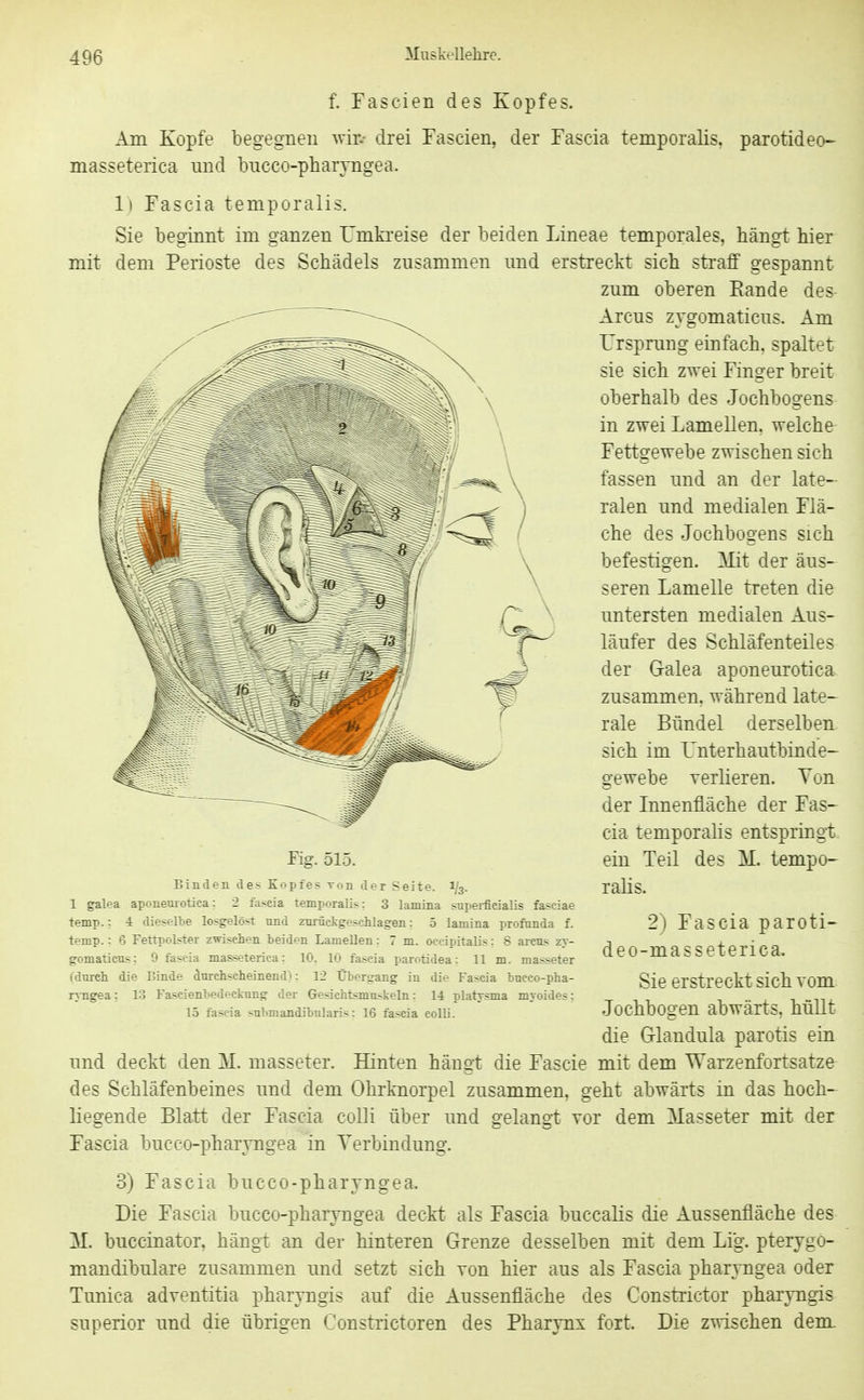 f. Fascien des Kopfes. Am Kopfe begegnen wir. drei Tascien, der Tascia temporalis. parotideo- masseterica nnd luicco-pharTngea. Ii Fascia temporalis. Sie beginnt im ganzen Umki'eise der beiden Lineae temporales, hängt hier mit dem Perioste des Schädels zusammen und erstreckt sich sti'aff gespannt zum oberen Eande des Arcus zygomaticus. Am Ursprung einfach, spaltet sie sich zwei Finger breit oberhalb des Jochbogens in zwei Lamellen, welche Fettgewebe zwischen sich fassen und an der late- ralen und medialen Flä- che des Jochbogens sich befestigen. ILit der äus- seren Lamelle treten die untersten medialen Aus- läufer des Schläfenteiles der G-alea aponem'otica zusammen, während late- rale Bündel derselben sich im Unterhautbinde- gewebe verlieren. Von der Innenfläche der Fas- cia temporahs entspringt, ein Teil des M. tempo- ralis. Fig. 515. BindeiL des Kopfes von der Seite. 1/3. 1 galea apouemotica: 2 faseia temporalis: 3 lamina superficialis fasciae temp.: 4 dieselbe losgelöst und zurüetgescUagen: 5 laniina profunda f. temp. : 6 Fettpol-tor z^'-chen beiden Lamellen: 7 m. oecipitaMs: 8 arcus zy- gomaticus: ^' reriea: 10. 10 fascia parotidea: 11 m. masseter (durch die H:;. lieineudt: 12 Übergang in die Fascia buceo-pha- ryngea: 13 Fa-cierLu-ru^oiamg der Gresiebtsmuskeln: 14 platysma myoides: 15 fascia submandibularis: 16 faseia colli. 2) Fascia parotis deo-masseterica. Sie erstreckt sich vom Jochbogen abwärts, hüllt die Glandula parotis ein und deckt den M. masseter. Hinten hängt die Fascie mit dem Warzenfortsatze des Schläfenbeines und dem Ohrknorpel zusammen, geht abwärts in das hoch- liegende Blatt der Fascia colli über und gelangt vor dem Masseter mit der Fascia bucco-pharyngea in Verbindung. 3) Fascia bucco-pharyngea. Die Fascia bucco-pharyngea deckt als Fascia buccalis die Aussenfläche des M. buccinator, hängt an der hinteren Grenze desselben mit dem Lig. pterygö- mandibulare zusammen und setzt sich von hier aus als Fascia pharyngea oder Ttmica adventitia pharyngis auf die Aussenfläche des Constrictor pharyngis superior und die übrigen Constrictoren des Pharynx fort. Die zwischen dem.