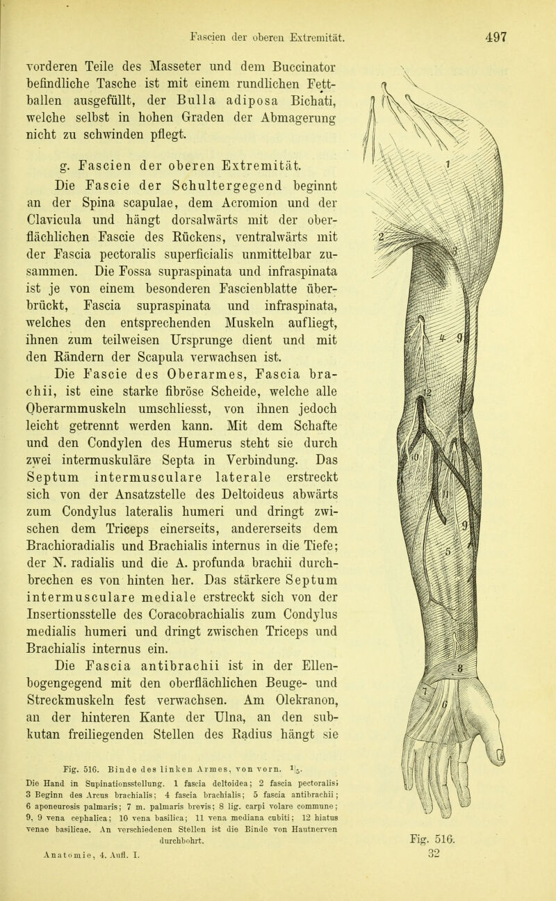 vorderen Teile des Masseter und dem Buccinator befindliche Tasche ist mit einem rundlichen Fett- ballen ausgefüllt, der Bulla adiposa Bichati, welche selbst in hohen Graden der Abmagerung nicht zu schwinden pflegt. g. Fascien der oberen Extremität. Die Fascie der Schultergegend beginnt an der Spina scapulae, dem Acromion und der Clavicula und hängt dorsalwärts mit der ober- flächlichen Fascie des Rückens, ventralwärts mit der Fascia pectoralis superficialis unmittelbar zu- sammen. Die Fossa supraspinata und infraspinata ist je von einem besonderen Fascienblatte über- brückt, Fascia supraspinata und infraspinata, welches den entsprechenden Muskeln aufliegt, ihnen zum teilweisen Ursprünge dient und mit den Rändern der Scapula verwachsen ist. Die Fascie des Oberarmes, Fascia bra- ch ii, ist eine starke fibröse Scheide, welche alle Oberarmmuskeln umschliesst, von ihnen jedoch leicht getrennt werden kann. Mit dem Schafte und den Condylen des Humerus steht sie durch zwei intermuskuläre Septa in Verbindung. Das Septum interniusculare laterale erstreckt sich von der Ansatzstelle des Deltoideus abwärts zum Condylus lateralis humeri und dringt zwi- schen dem Triceps einerseits, andererseits dem Brachioradialis und Brachialis internus in die Tiefe; der K radialis und die A. profunda brachii durch- brechen es von hinten her. Das stärkere Septum intermusculare mediale erstreckt sich von der Insertionsstelle des Coracobrachialis zum Condylus medialis humeri und dringt zwischen Triceps und Brachialis internus ein. Die Fascia antibrachii ist in der Ellen- bogengegend mit den oberflächlichen Beuge- und Streckmuskeln fest verwachsen. Am Olekranon, an der hinteren Kante der Ulna, an den sub- kutan freiliegenden Stellen des Radius hängt sie Fig. 516. Binde des linken Armes, von A'orn. 1I5. Die Hand in Supinationsstellung. 1 fascia deltoidea; 2 fascia pectoralisJ 3 Beginn des Arcus brachialis; 4 fascia brachialis; 5 fascia antibrachii; 6 aponeurosis palmaris; 7 m. palmaris brevis; 8 lig. carpi volare commune; 9, 9 Vena cephalica; 10 vena basilica; 11 vena mediana cubiti; 12 hiatus venae basilicae. An verschiedenen Stellen ist die Binde von Hautnerven durchbohrt. Anatomie, 4. Aufl. I. Fig. 516. 32