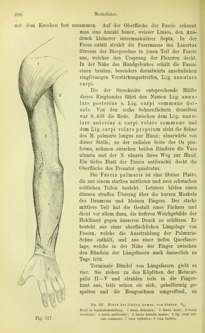 mit dem Knochen fest zusammen. Auf der Oberfläche der Fascie erkennt man eine Anzahl feiner, v^eisser Linien, den Aus- druck kleinerer intermuskulärer Septa. In der Fossa cubiti strahlt die Fasermasse des Lacertus fibrosus der Bicepssehne in jenen Teil der Fascie aus, welcher den Ursprung der Flexoren deckt. In der Nähe des Handgelenkes erhält die Fascie einen breiten, besonders dorsalwärts ansehnlichen ringförmigen Yerstärkungsstreifen, Lig. annulare carpi. Die der Streckseite entsprechende Hälfte dieses Eingbandes führt den Namen Lig. annu- lare posterius s. Lig. carpi commune dor- sale. Von den sechs Sehnenfächern desselben war S. 436 die Eede. Zwischen dem Lig. annu- lare anterius s. carpi volare commune und dem Lig. carpi volare proprium zieht die Sehne des M. palmaris longus zur Hand; ulnarv^ärts von dieser Stelle, an der radialen Seite des Os pisi- forme, nehmen zwischen beiden Bändern die Yasa ulnaria und der N. ulnaris ihren Weg zur Hand. Ein tiefes Blatt der Fascia antibrachii deckt die Oberfläche des Pronator quadratus. Die Fascia palmaris ist eine fibröse Platte, die aus einem starken mittleren und zwei schwachen seitlichen Teilen besteht. Letztere bilden einen dünnen straffen Überzug über die kurzen Muskeln des Daumens und kleinen Fingers. Der starke mittlere Teil hat die Oestalt eines Fächers und dient vor allem dazu, die tieferen Weichgebilde der Hohlhand gegen äusseren Druck zu schützen. Er besteht aus einer oberflächlichen Längslage von Fasern, welche die Ausstrahlung der Palmaris- Sehne enthält, und aus einer tiefen Querfaser- lage, welche in der Nähe der Finger zwischen den Bündeln der Längsfasem auch äusserlich zu Tage tritt. Terminale Bündel von Längsfasern giebt es vier. Sie ziehen zu den Köpfchen der Metacar- palia II—V und strahlen teils in die Finger- haut aus, teils setzen sie sich, gabelförmig ge- spalten und die Beugesehnen umgreifend, an ^1 Fig. 517. Fig. 517. Binde des linken Armes Hand in Supinationsstellung. 1 fascia deltoidea brachialis: 4 fascia antibrachi asle commune; 7 von hinten. 1I5. 2 fascia dorsi; 3 fascia 5 fascia dorsalis manus: 6 lig. carpi dor- ena cephaliea: 8 A-ena basilica.