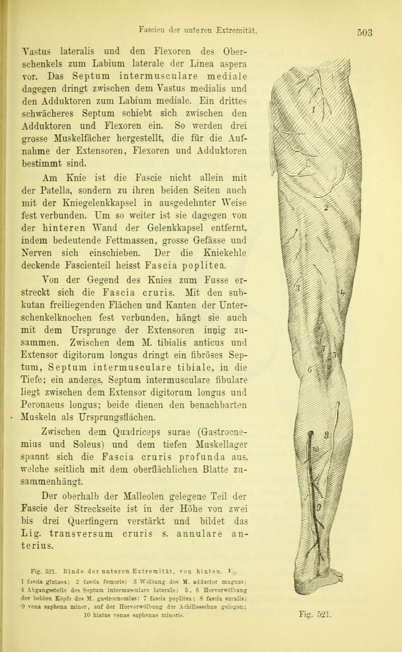 Yastus lateralis und den Flexoren des Ober- schenkels zum Labium laterale der Linea aspera vor. Das Septum intermusculare mediale dagegen dringt zwischen dem Yastus medialis und den Adduktoren zum Labium mediale. Ein drittes schwächeres Septum schiebt sich zwischen den Adduktoren und Flexoren ein. So werden drei grosse Muskelfächer hergestellt, die für die Auf- nahme der Extensoren, Flexoren und Adduktoren bestimmt sind. Am Knie ist die Fascie nicht allein mit der Patella, sondern zu ihren beiden Seiten auch mit der Kniegelenkkapsel in ausgedehnter Weise fest verbunden. Um so weiter ist sie dagegen von der hinteren Wand der Gelenkkapsel entfernt, indem bedeutende Fettmassen, grosse Gefässe und Xerven sich einschieben. Der die Kniekehle deckende Fascienteil heisst Fascia poplitea. Yon der G-egend des Knies zum Fasse er- streckt sich die Fascia cruris. Mit den sub- kutan freiliegenden Flächen und Kanten der ünter- schenkelknochen fest verbunden, hängt sie auch mit dem Ursprünge der Extensoren inijig zu- sammen. Zwischen dem M. tibialis anticus und Extensor digitorum longus dringt ein fibröses Sep- tum, Septum intermusculare tibiale, in die Tiefe; ein anderes, Septum intermusculare fibulare liegt zwischen dem Extensor digitorum longus und Peronaeus longus; beide dienen den benachbarten Muskeln als Ursprungsflächen. Zwischen dem Qaadriceps surae (Gastrocne- mias und Soleus) und dem tiefen Maskellager spannt sich die Fascia cruris profunda aus. welche seitlich mit dem oberflächlichen Blatte zu- sammenhängt. Der oberhalb der Malleolen gelegene Teil der J'ascie der Streckseite ist in der Höhe von zwei bis drei Querfingern verstärkt und bildet das Lig. transversum cruris s. annulare an- terius. Fig. 521. Binde der unteren Extremität, von hinten, i 5. 1 fassia glataea; 2 fascia femoris; 3 Wölbung des \f. adduetor magaus: ■i Abgangsstelle des Septum intermusculare laterale: 5,6 Hervorwölbung der beiden Köpfe des M. gastroenemios: 7 fascia poplitea: S fascia snralis; 9 veua saphena minor, auf der Hervorwölbung dar Achillessehne gelegen; 10 hiatus venae saphenae minoris. Fig. 521.