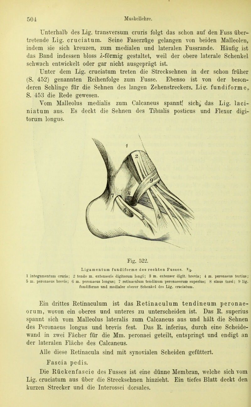Unterhalb des Lig. transTersum cruris folgt das schon auf den Fuss über- tretende Lig. cruciatum. Seine Faserzüge gelangen von beiden Malleolen, indem sie sich kreuzen, zum medialen und lateralen Fussrande. Häufig ist das Band indessen bloss Mörmig gestaltet, weil der obere laterale Schenkel schwach entwickelt oder gar nicht ausgeprägt ist. Unter dem Lig. cruciatum treten die Strecksehnen in der schon früher (S. 452) genannten Eeihenfolge zum Fusse. Ebenso ist von der beson- deren Schlinge für die Sehnen des langen Zehenstreckers, Lig. fundiforme^ S. 453 die Rede gewesen. Vom Malleolus medialis zum Calcaneus spanntf sich(, das Lig. laci- niatum aus. Es deckt die Sehnen des Tibialis posticus und Flexor digi- torum longus. Ligamentum fundiforme des rechten Fnsses. i|2. 1 integnmentum cruris; 2 tendo m. extensoris digitorum longi; 3 m. extensor digit. brevis; 4 m. peronaeus tertius; 5 m. peronaeus bre\'is; 6 m. peronaeus longus; 7 retinaculum tendinum peronaeorum superius; 8 sinus tarsi; 9 lig^ fundiforme und medialer oberer Schenkel des Lig. cruciatum. Ein drittes Retinaculum ist das Retinaculum tendineum peronae- orum, wovon ein oberes und unteres zu unterscheiden ist. Das R. superius spannt sich vom Malleolus lateralis zum Calcaneus aus und hält die Sehnen des Peronaeus longus und brevis fest. Das R. inferius, durch eine Scheide- wand in zwei Fächer für die Mm. peronaei geteilt, entspringt und endigt an der lateralen Fläche des Calcaneus. Alle diese Retinacula sind mit synovialen Scheiden gefüttert. Fascia pedis. Die Rückenfascie des Fusses ist eine dünne Membran, welche sich vom Lig. cruciatum aus über die Strecksehnen hinzieht. Ein tiefes Blatt deckt den kurzen Strecker und die Interossei dorsales. \