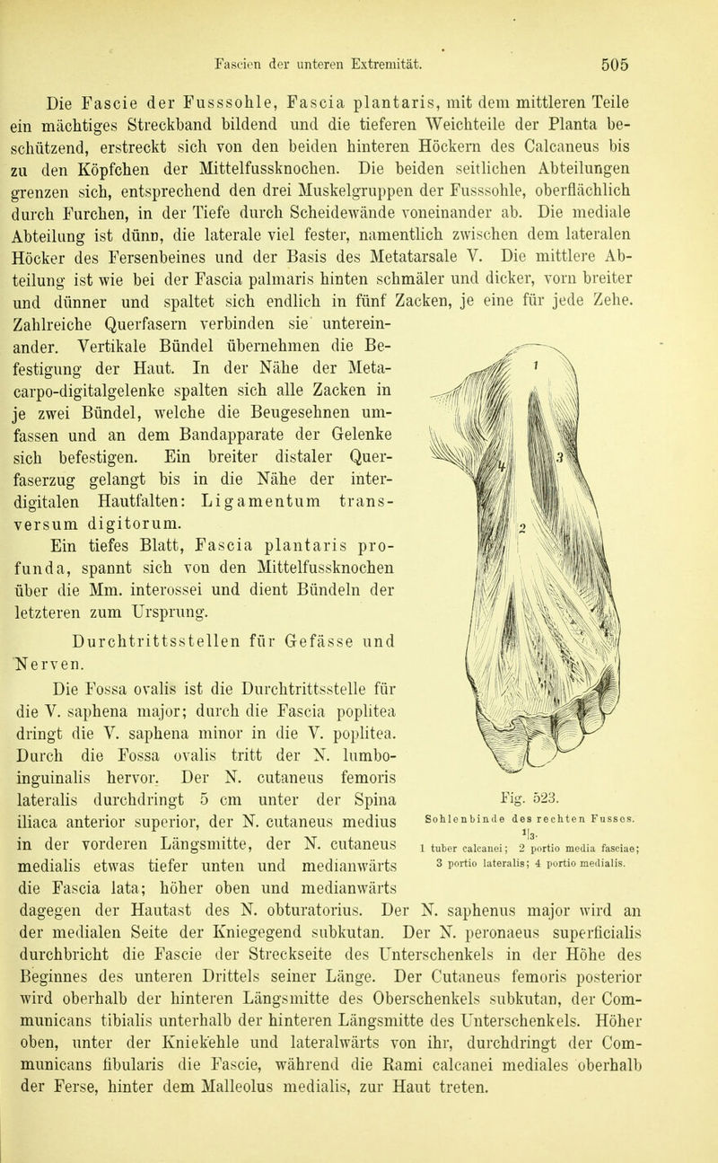 Die Fascie der Fusssohle, Fascia plantaris, mit dem mittleren Teile ein mächtiges Streckband bildend und die tieferen Weichteile der Planta be- schützend, erstreckt sich von den beiden hinteren Höckern des Calcaneus bis zu den Köpfchen der Mittelfussknochen. Die beiden seitlichen Abteilungen grenzen sich, entsprechend den drei Muskelgruppen der Fusssohle, oberflächlich durch Furchen, in der Tiefe durch Scheidewände voneinander ab. Die mediale Abteilung ist dünn, die laterale viel fester, namentlich zwischen dem lateralen Höcker des Fersenbeines und der Basis des Metatarsale V. Die mittlere Ab- teilung ist wie bei der Fascia palmaris hinten schmäler und dicker, vorn breiter und dünner und spaltet sich endlich in fünf Zacken, je eine für jede Zehe. Zahlreiche Querfasern verbinden sie unterein- ander. Vertikale Bündel übernehmen die Be- festigung der Haut. In der Nähe der Meta- carpo-digitalgelenke spalten sich alle Zacken in je zwei Bündel, welche die Beugesehnen um- fassen und an dem Bandapparate der Gelenke sich befestigen. Ein breiter distaler Quer- faserzug gelangt bis in die Nähe der inter- digitalen Hautfalten: Ligamentum trans- versum digitorum. Ein tiefes Blatt, Fascia plantaris pro- funda, spannt sich von den Mittelfussknochen über die Mm. interossei und dient Bündeln der letzteren zum Ursprung. Durchtrittsstellen für Gefässe und Nerven. Die Fossa ovalis ist die Durchtrittsstelle für die V. saphena major; durch die Fascia poplitea dringt die V. saphena minor in die V. poplitea. Durch die Fossa ovalis tritt der N. lumbo- inguinahs hervor. Der N. cutaneus femoris lateralis durchdringt 5 cm unter der Spina iliaca anterior superior, der N. cutaneus medius in der vorderen Längsmitte, der N. cutaneus medialis etwas tiefer unten und medianwärts die Fascia lata; höher oben und medianwärts dagegen der Hautast des N. obturatorius. Der N. saphenus major wird an der medialen Seite der Kniegegend subkutan. Der N. peronaeus superficialis durchbricht die Fascie der Streckseite des Unterschenkels in der Höhe des Beginnes des unteren Drittels seiner Länge. Der Cutaneus femoris posterior wird oberhalb der hinteren Längsmitte des Oberschenkels subkutan, der Com- municans tibialis unterhalb der hinteren Längsmitte des Unterschenkels. Höher oben, unter der Kniekehle und lateralwärts von ihr, durchdringt der Com- municans fibularis die Fascie, während die Rami calcanei mediales oberhalb der Ferse, hinter dem Malleolus medialis, zur Haut treten. Fig. 523. Sohlenbinde des rechten Fussc!5. ^13- 1 tuber calcanei; 2 portio media fasciae; 3 portio lateralis; 4 portio medialis.