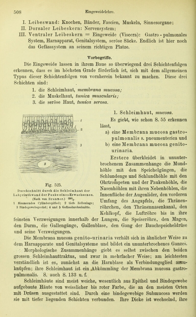 I. Leib es wand: Knoclien, Bänder, Fascien, Muskeln, Sinnesorgane; n. Dorsaler Leibeskern: Nervensystem; ni. Ventraler Leibeskern = Eingeweide (Viscera): Gastro - pulmonales System, Harnapparat, Genitalsystem, seröse Säcke. Endlich ist hier noch das Gefässsystem an seinem richtigen Platze. Vorbegriffe. Die Eingeweide lassen in ihrem Baue so überwiegend drei Schichtenfolgen erkennen, dass es im höchsten Grade förderlich ist, sich mit dem allgemeinen Typus dieser Schichtenfolgen von vornherein bekannt zu machen. Diese drei Schichten sind: 1. die Schleimhaut, memhrana mucosa; 2. die Muskelhaut, tunica muscularis; 3. die seröse Haut, tunica serosa. 1. Schleimhaut, mucosa. Es giebt, wie schon S. 55 erkennen lässt, a) eine Membrana mucosa gastro- pulmonalis s. pneumenterica und b) eine Membrana mucosa genito- urinaria. Erstere überkleidet in ununter- brochenem Zusammenhange die Mund- höhle mit den Speichelgängen, die Schlundenge und Schlundhöhle mit den Ohrtrompeten und der Paukenhöhle, die Nasenhöhlen mit ihren Nebenhöhlen, die Innenfläche der Augenlider, den vorderen Umfang des Augapfels, die Thränen- röhrchen, den Thränennasenkanal, den Kehlkopf, die Luftröhre bis in ihre feinsten Yerzweigungen innerhalb der Lungen, die Speiseröhre, den Magen, den Darm, die Gallengänge, Gallenblase, den Gang der Bauchspeicheldrüse und seine Yerzweigungen. Die Membrana mucosa genito-urinaria verhält sich in ähnlicher Weise zu dem Harnapparate und Genitalsysteme und bildet ein ununterbrochenes Ganzes. Morphologische Zusammenhänge giebt es selbst zwischen den beiden grossen Schleimhauttraktus, und zwar in mehrfacher Weise; am leichtesten verständlich ist es, zunächst an die Harnblase als Verbindungsglied airzu- knüpfen; ihre Schleimhaut ist ein Abkömmling der Membrana mucosa gastro- pulmonalis. S. auch S. 133 u. f. Schleimhäute sind meist weiche, wesentlich aus Epithel und Bindegewebe aufgebaute Häute von weisslicher bis roter Farbe, die an den meisten Orten mit Drüsen ausgestattet sind. Durch eine bindegewebige Submucosa werden sie mit tiefer liegenden Schichten verbunden. Ihre Dicke ist wechselnd, ihre Fig. 525. Durchschnitt durch die Schleimhaut der Labyrinthwand der Pauke eines Erwachsenen. (Nach von Brunner.) 350|j. 1 flimmerndes Cylinderepithel; 2 tiefe Zellenlage; 3 Bindegewebsgerüst; 4 und 5 Gefässdurchschnitte.