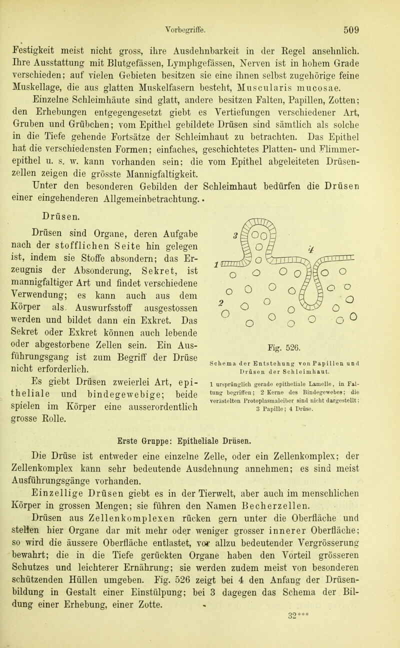 Festigkeit meist niclit gross, ihre Ausdehnbarkeit in der Regel ansehnlich. Ihre Ausstattung mit Blutgefässen, Lymphgefässen, Nerven ist in hohem Grade verschieden; auf vielen Gebieten besitzen sie eine ihnen selbst zugehörige feine Muskellage, die aus glatten Muskelfasern besteht, Muscularis mucosae. Einzelne Schleimhäute sind glatt, andere besitzen Falten, Papillen, Zotten; den Erhebungen entgegengesetzt giebt es Vertiefungen verschiedener Art, Gruben und Grübchen; vom Epithel gebildete Drüsen sind sämtlich als solche in die Tiefe gehende Fortsätze der Schleimhaut zu betrachten. Das Epithel hat die verschiedensten Formen; einfaches, geschichtetes Platten- und Flimmer- epithel u. s. w. kann vorhanden sein; die vom Epithel abgeleiteten Drüsen- zellen zeigen die grösste Mannigfaltigkeit. Unter den besonderen Gebilden der Schleimhaut bedürfen die Drüsen einer eingehenderen Allgemeinbetrachtung.. Drüsen. Drüsen sind Organe, deren Aufgabe nach der stofflichen Seite hin gelegen ist, indem sie Stoffe absondern; das Er- zeugnis der Absonderung, Sekret, ist mannigfaltiger Art und findet verschiedene Verwendung; es kann auch aus dem Körper als. Auswurfsstoff ausgestossen werden und bildet dann ein Exkret. Das Sekret oder Exkret können auch lebende oder abgestorbene Zellen sein. Ein Aus- führungsgang ist zum Begriff der Drüse nicht erforderlich. Es giebt Drüsen zweierlei Art, epi- theliale und bindegewebige; beide spielen im Körper eine ausserordentlich grosse Rolle. Fig. 526. Schema der Entstehung vonPapillen und Drüsen der Schleimhaut. 1 ursprünglich gerade epitheliale Lamelle, in Fal- tung begrift'en; 2 Kerne des Bindegewebes; die verästelten Protoplasmaleiber sind nicht dargestellt; 3 Papille; 4 Drüse. Erste Gruppe: Epitheliale Drüsen. Die Drüse ist entweder eine einzelne Zelle, oder ein Zellenkomplex; der Zellenkomplex kann sehr bedeutende Ausdehnung annehmen; es sind meist Ausführungsgänge vorhanden. Einzellige Drüsen giebt es in der Tierwelt, aber auch im menschlichen Körper in grossen Mengen; sie führen den Namen Becherzeilen. Drüsen aus Zellenkomplexen rücken gern unter die Oberfläche und stelien hier Organe dar mit mehr oder weniger grosser innerer Oberfläche; so wird die äussere Oberfläche entlastet, YOt allzu bedeutender Vergrösserung bewahrt; die in die Tiefe gerückten Organe haben den Vorteil grösseren Schutzes und leichterer Ernährung; sie werden zudem meist von besonderen schützenden Hüllen umgeben. Fig. 526 zeigt bei 4 den Anfang der Drüsen- bildung in Gestalt einer Einstülpung; bei 3 dagegen das Schema der Bil- dung einer Erhebung, einer Zotte. 22