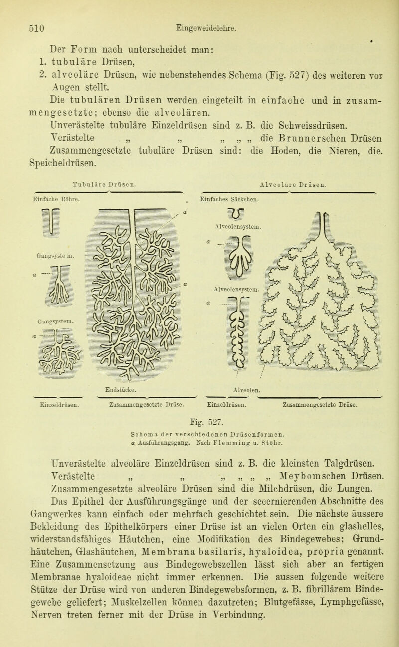 • Der Torm nach iintersclieidet man: 1. tubuläre Drüsen, 2. alveoläre Drüsen, wie nebenstehendes Schema (Fig. 527) des weiteren vor Augen stellt. Die tubulären Drüsen werden eingeteilt in einfache und in zusam- mengesetzte; ebenso die alveolären. TJnverästelte tubuläre Einzeldrüsen sind z. B. die Schweissdrüsen. Verästelte „ „ „ „ „ die Brunn er sehen Drüsen Zusammengesetzte tubuläre Drüsen sind: die Hoden, die Meren, die. Speicheldrüsen. Tubuläre Drüsen. Alveoläre Drüsen. Einfache Röhre. , Einfaches Säckchen. Endstücke. Alveolen. Einzeldrüsen. Zusammengesetzte Drüse. Einzeldrüsen. Zusammengesetzte Drüse. Fig. 527. Schema der verschiedenen Drüsenformen. a Ausführungsgang. Xach Flemming u. Stöhr. TJnverästelte alveoläre Einzeldrüsen sind z. B. die kleinsten Talgdrüsen. Verästelte „ ,, „ „ „ „ Meybomsehen Drüsen. Zusammengesetzte alveoläre Drüsen sind die Milchdrüsen, die Lungen. Das Epithel der Ausführungsgänge und der secemierenden Abschnitte des Gangwerkes kann einfach oder mehrfach geschichtet sein. Die nächste äussere Bekleidung des Epithelkörpers einer Drüse ist an vielen Orten ein glashelles, widerstandsfähiges Häutchen, eine Modifikation des Bindegewebes; Grund- häutchen, Glashäutchen, Membrana basilaris, hjaloidea, propria genannt. Eine Zusammensetzung aus Bindegewebszellen lässt sich aber an fertigen Membranae hyaloideae nicht immer erkennen. Die aussen folgende weitere Stütze der Drüse wird von anderen Bindegewebsformen, z. B. fibrillärem Binde- gewebe geliefert; Muskelzellen können dazutreten; Blutgefässe, Lymphgefässe, Xerven treten ferner mit der Drüse in Verbindung.