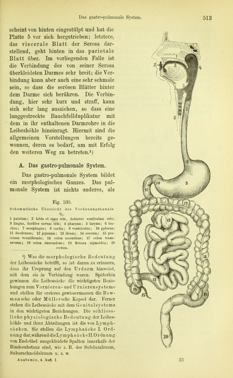 scheint von hinten eingestülpt und hat die Platte 5 vor sich hergetrieben; letztere, das viscerale Blatt der Serosa dar- stellend, geht hinten in das parietale Blatt über. Im vorliegenden Falle ist die Verbindung des von seiner Serosa überkleideten Darmes sehr breit; die Ver- bindung kann aber auch eine sehr schmale sein, so dass die serösen Blätter hinter dem Darme sich berühren. Die Verbin- dung, hier sehr kurz und straff, kann sich sehr lang ausziehen, so dass eine langgestreckte BauchfelldupHkatur mit dem in ihr enthaltenen Darmrohre in die Leibeshöhle hineinragt. Hiermit sind die allgemeinen Vorstellungen bereits ge- wonnen, deren es bedarf, um mit Erfolg den weiteren Weg zu betreten.^) A. Das gastro-pulmonale System. Das gastro-pulmonale System bildet ein morphologisches Ganzes. Das pul- monale System ist nichts anderes, als Fig. 530. Schematische Übersicht des Verdauungskanals. I palatum; 2 labia et rüna oris, dahinter vestibulum oris; 3 lingua, darüber cavum oris; 4 pharynx; 5 larynx; 6 tra- chea; 7 Oesophagus; 8 cardia; 9 ventrieulus; 10 pylorus; II duodenum; 12 jejunum; 13 ileum; 14 coecum; 15 Pro- cessus vermiformis; 16 colon ascendens; 17 colon trans- versnm; 18 colon descendens; 19 flexura sigmoidea; 20 rectum. ^) Was die morphologische Bedeutung der Leibessäcke betrifft, so ist daran zu erinnern, dass ihr Ursprung auf den Urdarm hinweist, mit dem sie in Verbindung waren. Späterhin gewinnen die Leibessäcke die wichtigsten Bezie- hungen zum Vornieren- und Urnie.rensysteme und stellen für ersteres gewissermassen die Bow- mansche oder Müller sehe Kapsel dar. Ferner stehen die Leibessäcke mit dem Genitalsysteme in den wichtigsten Beziehungen. Die schliess- liche physiologische Bedeutung der Leibes- höhle und ihrer Abteilungen ist dievonLymph- säcken. Sie stellen die Lymphsäcke I. Ord- nung dar,während dieLy m p h s ä c k e H.O r dn u n g von Endothel ausgekleidete Spalten innerhalb der Bindesubstanz sind, wie z. B. der Subduralraum, Subarachnoidalraum u. s. w. Anatomie, 4. Aufl. I.