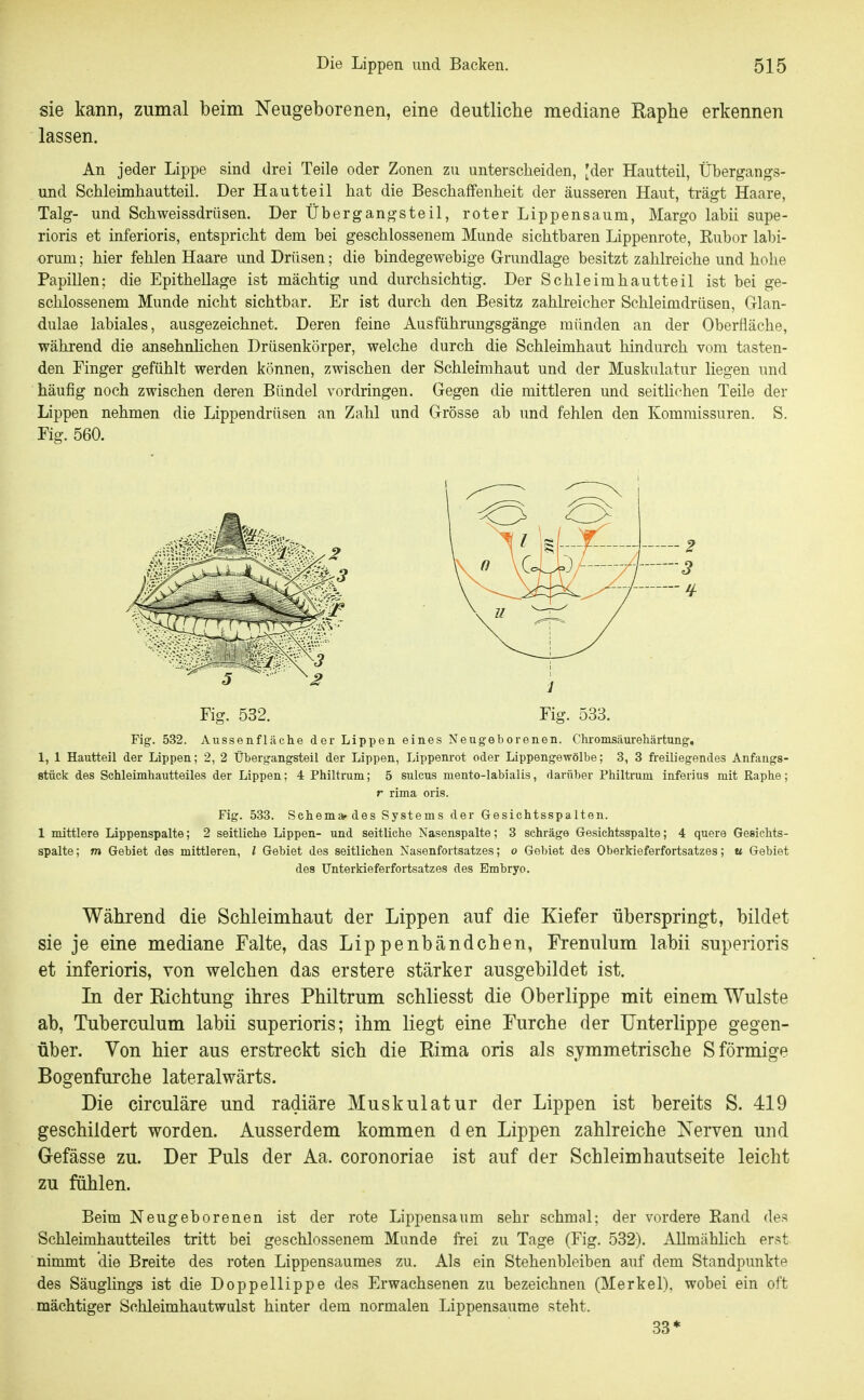 sie kann, zumal beim Neugeborenen, eine deutliche mediane Raphe erkennen lassen. An jeder Lippe sind drei Teile oder Zonen zu unterscheiden, [der Hautteil, Übergangs- und Schleimhautteil. Der Hautteil hat die Beschaffenheit der äusseren Haut, trägt Haare, Talg- und Schweissdrüsen. Der Übergangsteil, roter Lippensaum, Margo labii supe- rioris et inferioris, entspricht dem bei geschlossenem Munde sichtbaren Lippenrote, Ruber labi- orum; hier fehlen Haare und Drüsen; die bindegewebige Grundlage besitzt zahlreiche und hohe Papillen; die Epithellage ist mächtig und durchsichtig. Der Schleimhautteil ist bei ge- schlossenem Munde nicht sichtbar. Er ist durch den Besitz zahlreicher Schleimdrüsen, Glan- dulae labiales, ausgezeichnet. Deren feine Ausführungsgänge münden an der Oberfläche, während die ansehnhchen Drüsenkörper, welche durch die Schleimhaut hindurch vom tasten- den Finger gefühlt werden können, zwischen der Schleimhaut und der Muskulatur liegen und häufig noch zwischen deren Bündel vordringen. Gegen die mittleren und seitlichen Teile der Lippen nehmen die Lippendrüsen an Zahl und Grösse ab und fehlen den Kommissuren. S. Fig. 560. Fig. 532. Fig. 533. Fig. 532. Aussenfläche der Lippen eines Neugeborenen. Chromsäurehärtung, 1, 1 Hautteil der Lippen; 2, 2 Übergangsteil der Lippen, Lippenrot oder Lippengewölbe; 3, 3 freiliegendes Anfangs- etück des Sehleimhautteiles der Lippen; 4 Philtrum; 5 suicus mento-labialis, darüber Philtram inferius mit Raphe; r rima oris. Fig. 533. Schemaf des Systems der Gesichtsspalten. 1 mittlere Lippenspalte; 2 seitliche Lippen- und seitliche Nasenspalte; 3 schräge Gesichtsspalte; 4 quere Gesichts- spalte; m Gebiet des mittleren, / Gebiet des seitlichen Nasenfortsatzes; o Gebiet des Oberkieferfortsatzes; u Gebiet des Unterkieferfortsatzes des Embryo. Während die Schleimhaut der Lippen auf die Kiefer überspringt, bildet sie je eine mediane Falte, das Lippenbändchen, Frenulum labii superioris et inferioris, von welchen das erstere stärker ausgebildet ist. In der Kichtung ihres Philtrum schliesst die Oberlippe mit einem Wulste ab, Tuberculum labii superioris; ihm liegt eine Furche der Unterlippe gegen- über. Von hier aus erstreckt sich die Eima oris als symmetrische S förmige Bogenfurche lateralwärts. Die circuläre und radiäre Muskulatur der Lippen ist bereits S. 419 geschildert worden. Ausserdem kommen den Lippen zahlreiche Nerven und Gefässe zu. Der Puls der Aa. coronoriae ist auf der Schleimhautseite leicht zu fühlen. Beim Neugeborenen ist der rote Lippensaum sehr schmal; der vordere Rand des Sehleimhautteiles tritt bei geschlossenem Munde frei zu Tage (Fig. 532). Allmählich er^t nimmt die Breite des roten Lippensaumes zu. Als ein Stehenbleiben auf dem Standpunkte des Säuglings ist die Doppellippe des Erwachsenen zu bezeichnen (Merkel), wobei ein oft mächtiger Schleimhautwulst hinter dem normalen Lippensaume steht. 33*