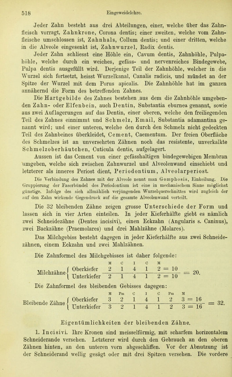 Jeder Zahn bestellt aus drei Abteilungen, einer, welche über das Zahn- fleisch vorragt, Zahnkrone, Corona dentis; einer zweiten, welche vom Zahn- fleische umschlossen ist, Zahnhals, Collum dentis; und einer dritten, welche in die Alveole eingesenkt ist, Zahnwurzel, Eadix dentis. Jeder Zahn schliesst eine Höhle ein, Cavum dentis, Zahnhöhle, Pulpa- höhle, welche durch ein weiches, gefäss- und nervenreiches BindegewebOy Pulpa dentis ausgefüllt wird. Derjenige Teil der Zahnhöhle, welcher in die Wurzel sich fortsetzt, heisst Wurzelkanal, Canalis radicis, und mündet an der Spitze der Wurzel mit dem Porus apicalis. Die Zahnhöhle hat im ganzen annähernd die Form des betreffenden Zahnes. Die Hartgebilde des Zahnes bestehen .aus dem die Zahnhöhle umgeben- den Zahn- oder Elfenbein, auch Dentin, Substantia eburnea genannt, sowie aus zwei Auflagerungen auf das Dentin, einer oberen, welche den freihegenden Teil des Zahnes einnimmt und Schmelz, Email, Substantia adamantina ge- nannt wird; und einer unteren, welche den durch den Schmelz nicht gedeckten Teil des Zahnbeines überkleidet, Cement, Caementum. Der freien Oberfläche des Schmelzes ist an unversehrten Zähnen noch das resistente, unverkalkte Schmelzoberhäutchen, Cuticula dentis, aufgelagert. Aussen ist das Cement von einer gefässhaltigen bindegewebigen Membran umgeben, welche sich zwischen Zahnwurzel und Alveolenwand einschiebt und letzterer als inneres Periost dient, Periodontium, Alveolarperiost. Die Verbindung des Zahnes mit der Alveole nennt man Gomphosis, Einkeilung. Die Gruppierung der Faserbündel des Periodontium ist eine in mechaniscliem Sinne möglichst günstige. Infolge des sich allmählich verjüngenden Wurzelquerschnittes wird zugleich der auf den Zahn wirkende Gegendruck auf die gesamte Alveolenwand verteilt. Die 32 bleibenden Zähne zeigen grosse Unterschiede der Form und lassen sich in vier Arten einteilen. In jeder Kieferhälfte giebt es nämlich zwei Schneidezähne (Dentes incisivi), einen Eckzahn (Angularis s. Caninus), zwei Backzähne (Praemolares) und drei Mahlzähne (Molares). Das Milchgebiss besteht dagegen in jeder Kieferhälfte aus zwei Schneide- zähnen, einem Eckzahn und zwei Mahlzähnen. Die Zahnformel des Milchgebisses ist daher folgende: M C I C M Hfl 1, -x. f Oberkiefer 2 1 4 1 2 = 10 Milchzahne <^ , ,. ^ —^ ^ ^ tt^ =^ 20. l Unterkiefer 2 1 4 1 2 = 10 Die Zahnformel des bleibenden Gebisses dagegen: M Pm C I C Pm M ■ßi A ry... { Oberkiefer 3214123 = 16 ^_ Bleibende Zahne { , ,. . —^ ^ z — ^ ^ = 32. i Unterkiefer 3 2 1 4 1 2 3 = 16 Eigentümlichkeiten der bleibenden Zähne. 1. Incisivi. Ihre Kronen sind meisselförmig, mit scharfem horizontalem Schneiderande versehen. Letzterer wird durch den Gebrauch an den oberen Zähnen hinten, an den unteren vorn abgeschliffen. Vor der Abnutzung ist der Schneiderand wellig gesägt oder mit drei Spitzen versehen. Die vordere