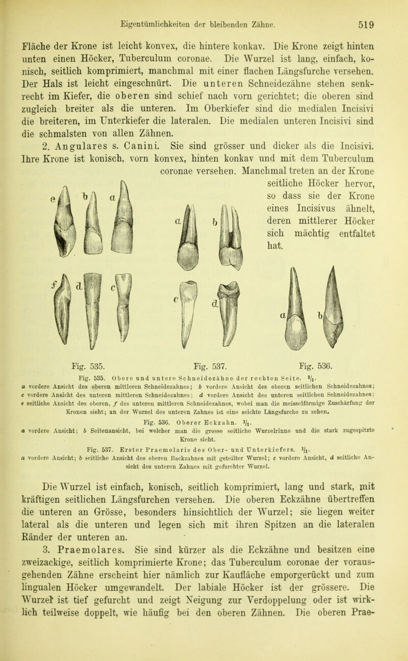 Fläche der Krone ist leicht konvex, die hintere konkav. Die Krone zeigt hinten unten einen Höcker, Tuberculum coronae. Die Wurzel ist lang, einfach, ko- nisch, seitlich komprimiert, manchmal mit einer flachen Längsfurche versehen. Der Hals ist leicht eingeschnürt. Die unteren Schneidezähne stehen senk- recht im Kiefer, die oberen sind schief nach vom gerichtet; die oberen sind zugleich breiter als die unteren. Im Oberkiefer sind die medialen Incisivi die breiteren, im Unterkiefer die lateralen. Die medialen unteren Incisivi sind die schmälsten von allen Zähnen. 2. Angulares s. Canini. Sie sind grösser und dicker als die Incisivi. Ihre Krone ist konisch, vorn konvex, hinten konkav und mit dem Tuberculum coronae versehen. Manchmal treten an der Krone Fig. 535. Fig. 537. Fig. 536. Fig. 535. Obere und untere Sehneidezähne der rechten Seite, i/j. a vordere Ansicht des oberen mittleren Schneidezahnes; b vordere Ansicht des oberen seitlichen Schneidezahnes; c vordere Ansicht des unteren mittleren Schneidezahnes; d vordere Ansicht des unteren seitlichen Schneidezahnes: e seitliche Ansicht des oberen, / des unteren mittleren Schneidezahnes, wobei man die meisselförmige Zuschärfuntr der Kronen sieht; an der Wurzel des unteren Zahnes ist eine seichte Längsfurche zu sehen. Fig. 536. Oberer Eckzahn. %. a vordere Ansicht: b Seitenansicht, bei welcher man die grosse seitliche Wnrzelrinne und die stark zugespitzte Krone sieht. Fig. 537. Erster Praemolaris des Ober- und Unterkiefers, i/j. a vordere Ansicht; b seitliche Ansicht des oberen Backzahnes mit geteilter Wurzel; c vordere Ansicht, d seitliche An- sicht des unteren Zahnes mit gefurchter Wurzel. Die Wurzel ist einfach, konisch, seitlich komprimiert, lang und stark, mit kräftigen seitlichen Längsfurchen versehen. Die oberen Eckzähne übertreffen die unteren an Grösse, besonders hinsichtlich der Wurzel; sie liegen weiter lateral als die unteren und legen sich mit ihren Spitzen an die lateralen Ränder der unteren an. 3. Prae molar es. Sie sind kürzer als die Eckzähne und besitzen eine zweizackige, seitlich komprimierte Krone; das Tuberculum coronae der voraus- gehenden Zähne erscheint hier nämlich zur Kaufläche emporgerückt und zum hngualen Höcker umgewandelt. Der labiale Höcker ist der grössere. Die Wurzel* ist tief gefurcht und zeigt Neigung zur Verdoppelung oder ist wirk- lich teilweise doppelt, wie häufig bei den oberen Zähnen. Die oberen Prae-