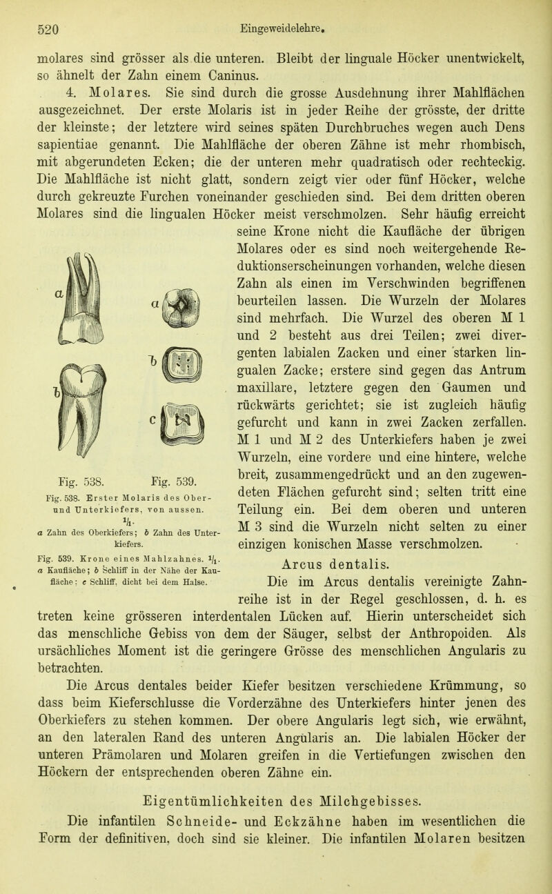 molares sind grösser als die unteren. Bleibt der linguale Höcker unentwickelt, so ähnelt der Zahn einem Caninus. 4. Molares. Sie sind durch die grosse Ausdehnung ihrer Mahlflächen ausgezeichnet. Der erste Molaris ist in jeder Reihe der grösste, der dritte der kleinste; der letztere wird seines späten Durchbruches wegen auch Dens sapientiae genannt. Die Mahlfläche der oberen Zähne ist mehr rhombisch, mit abgerundeten Ecken; die der unteren mehr quadratisch oder rechteckig. Die Mahlfläche ist nicht glatt, sondern zeigt vier oder fünf Höcker, welche durch gekreuzte Furchen voneinander geschieden sind. Bei dem dritten oberen Molares sind die lingualen Höcker meist verschmolzen. Sehr häufig erreicht seine Krone nicht die Kaufläche der übrigen Molares oder es sind noch weitergebende Ee- duktionserscheinungen vorhanden, welche diesen Zahn als einen im Verschwinden begriffenen beurteilen lassen. Die Wurzeln der Molares sind mehrfach. Die Wurzel des oberen M 1 und 2 besteht aus drei Teilen; zwei diver- genten labialen Zacken und einer starken lin- gualen Zacke; erstere sind gegen das Antrum maxillare, letztere gegen den Gaumen und rückwärts gerichtet; sie ist zugleich häufig gefurcht und kann in zwei Zacken zerfallen. M 1 und M 2 des Unterkiefers haben je zwei Wurzeln, eine vordere und eine hintere, welche breit, zusammengedrückt und an den zugewen- deten Flächen gefurcht sind; selten tritt eine Teilung ein. Bei dem oberen und unteren M 3 sind die Wurzeln nicht selten zu einer einzigen konischen Masse verschmolzen. Arcus dentalis. Die im Arcus dentalis vereinigte Zabn- reihe ist in der Eegel geschlossen, d. h. es treten keine grösseren interdentalen Lücken auf. Hierin unterscheidet sich das menschliche Gebiss von dem der Säuger, selbst der Anthropoiden. Als ursächliches Moment ist die geringere Grösse des menschlichen Angularis zu betrachten. Die Arcus dentales beider Kiefer besitzen verschiedene Krümmung, so dass beim Kieferschlusse die Vorderzähne des Unterkiefers hinter jenen des Oberkiefers zu stehen kommen. Der obere Angularis legt sich, wie erwähnt, an den lateralen Band des unteren Angularis an. Die labialen Höcker der unteren Prämolaren und Molaren greifen in die Vertiefungen zwischen den Höckern der entsprechenden oberen Zähne ein. Fig. 538. Fig. 539. Fig. 538. Erster Molaris des Ober- und Unterkiefers, von aussen. a Zahn des Oberkiefers; b Zahn des Unter- kiefers. Fig. 539. Krone eines Mahlzahnes, i/i- a Kaufläche; b Schliff in der Nähe der Kau- fläche : e SehlifP, dicht bei dem Halse. Eigentümlichkeiten des Milchgebisses. Die infantilen Schneide- und Eckzähne haben im wesentlichen die Form der definitiven, doch sind sie kleiner. Die infantilen Molaren besitzen