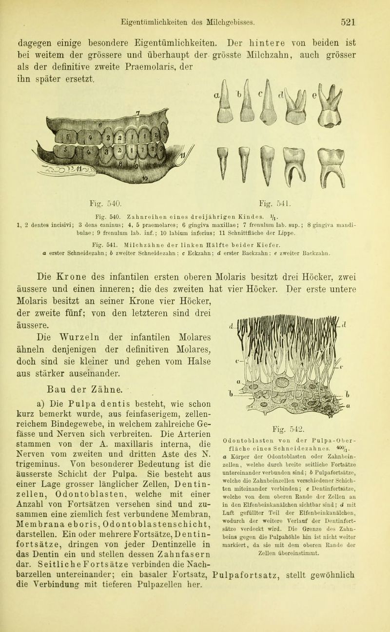 dagegen einige besondere Eigentümlichkeiten. Der hintere von beiden ist bei weitem der grössere und überhaupt der grösste Milchzahn, auch grösser als der definitive zweite Praemolaris, der ihn später ersetzt. Y\<^. 540. ViiT. r,4i. Fig. 540. Zahnreihen eines dreijährigen Kindos. i/j. 1, 2 dentes incisivi; 3 dens caninus; 4, 5 praomolarcs; 6 gingiva maxillae; 7 frenulum lab. sup.; bulae; 9 frenulum lab. inf.; 10 labium inferius; 11 Schnittfläche der Lippe. gingiva niaudi- Fig. 541. Milchzähne der linken Hälfte beider Kiefer. a erster Schneidezahn; 6 zweiter Schneidezahn: c Eckzahn; d erster Backzahn: e zweiter Backzahi Die Krone des infantilen ersten oberen Molaris besitzt drei Höcker, zwei äussere und einen inneren; die des zweiten hat vier Höcker. Der erste untere Molaris besitzt an seiner Krone vier Höcker, der zweite fünf; von den letzteren sind drei äussere. Die Wurzeln der infantilen Molares ähneln denjenigen der definitiven Molares^ doch sind sie kleiner und gehen vom Halse aus stärker auseinander. Bau der Zähne. a) Die Pulpa dentis besteht, wie schon kurz bemerkt wurde, aus feinfaserigem, zellen- reichem Bindegewebe, in welchem zahlreiche Ge- fässe und Nerven sich verbreiten. Die Arterien stammen von der A. maxillaris interna, die Nerven vom zweiten und dritten Aste des N. trigeminus. Von besonderer Bedeutung ist die äusserste Schicht der Pulpa. Sie besteht aus einer Lage grosser länglicher Zellen, Dentin- zellen, 0dontoblasten, welche mit einer Anzahl von Fortsätzen versehen sind und zu- sammen eine ziemlich fest verbundene Membran, Membrana eboris,Odontoblastenschicht, darstellen. Ein oder mehrere Fortsätze,Dentin- forts ätze, dringen von jeder Dentinzelle in das Dentin ein und stellen dessen Zahnfasern dar. Seitliche Fortsätze verbinden die Nach- barzellen untereinander; ein basaler Fortsatz, Pulpafortsatz, stellt gewöhnlich die Verbindung mit tieferen Pulpazellen her. 1» ' Fig. 542. Odontoblasten von der Pulpa-Ober- fläche eines Schneidezahnes. a Körper der Odontoblasten oder Zahnbein- zellen, welche durcli breite seitliche Fortsätze untereinander verbunden sind; 6 I'ulpafortsätze, welche die Zahnbeinzellen verschiedener Schich- ten miteinander verbinden; c Dentinfortsätze, welche von dem oberen Rande der Zellen an in den Elfenbeinkanälchen sichtbar bind; d mit Luft gefüllter Teil der Elfenbeiiikanälcheii, wodurch der weitere Verlauf der Dentinfort- sätze verdeckt wird. Die Grenze des Zahn- beins gegen die Pulpahöhle hin ist nicht weiter markiert, da sie mit dem oberen Rande der Zellen übereinstimmt.