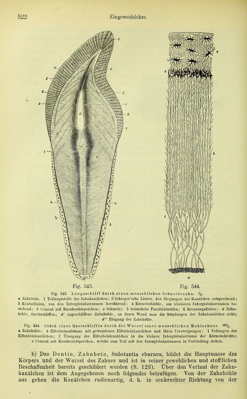 Fi^. 543. rig. 544. Fig. 543. Längsschliff durch einen menschliehen Schneidezahn, ^/i- a Zahnbein. 1 Teilungsstelle der Zahnkanälchen; 2 Schreger'sehe Linien, den Biegungen der Kanälchen entsprechend; 3 Konturlinien, von den Interglobularräumen herrührend; 4 Körnerschichte, aus kleineren Interglobularräumen be- stehend; b Cement mit Knochenkörperchen; c Schmelz; 5 bräunliche Parallelstreifen; 6 Kreuzungslinien; d Zahn- höhle, durchschlifFen; d' angeschliffene Zahnhöhle, an deren Wand man die Mündungen der Zahnkanälchen sieht; d Eingang der Zahnhöhle. Fig. 544. Stück eines Querschliffes durch die Wurzel eines menschlichen Mahlzahnes, sso^j. a Zahnhöhle; b Elfenbeinsubstanz mit gewundenen Elfenbeinkanälchen und ihren Verzweigungen; 1 Teilungen der Elfenbeinkanälchen; 2 Übergang der Elfenbeinkanälchen in die kleinen Interglobularräume der Körnerschichte; c Cement mit Knochenkörperchen, welche zum Teil mit den Interglobularräumen in Verbindung stehen. b) Das Dentin, Zahnbein, Substantia eburnea, bildet die Hauptmasse des Körpers und der Wurzel des Zahnes und ist in seiner geweblichen und stofflichen Beschaffenheit bereits geschildert worden (S. 123). Über den Verlauf der Zahn- kanälchen ist dem Angegebenen noch folgendes beizufügen. Von der Zahnhöhle aus gehen die Kanälchen radienartig, d. h. in senkrechter Richtung von der