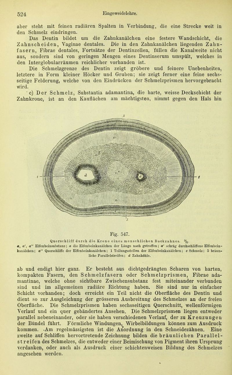 aber steht mit feinen radiären Spalten in Verbindung, die eine Strecke weit in den Schmelz eindringen. Das Dentin bildet um die Zahnkanälchen eine festere Wandschicht, die Zahnscheiden, Vaginae dentales. Die in den Zahnkanälchen liegenden Zahn- fasern, Fibrae dentales, Fortsätze der Dentinzellen, füllen die Kanalweite nicht aus, sondern sind von geringen Mengen eines Dentinserum umspült, welches in den Interglobularräumen reichlicher vorhanden ist. Die Schmelzgrenze des Dentin zeigt gröbere und feinere Unebenheiten, letztere in Form kleiner Höcker und Gruben; sie zeigt ferner eine feine sechs- seitige Felderung, welche von den Eindrücken der Schmelzprismen hervorgebracht wird. c) Der Schmelz, Substantia adamantina, die harte, weisse Deckschicht der Zahnkrone, ist an den Kauflächen am mächtigsten, nimmt gegen den Hals hin Fig. 547. Querschliff durch die Krone eines menschlichen Backzahnes. 9/^. a, a', a Elfenbeinsubstanz; a die Elfenbeinkanälehen der Länge nach getroffen; a' schräg durchschliffene Elfenbein- kanälchen; a Querschliffe der Elfenbeinkanälchen; 1 Teilungsstellen der Elfenbeinkanälchen; c Schmelz; 5 bräun- liche Parallelstreifen; d Zahnhöhle. ab und endigt hier ganz. Er besteht aus dichtgedrängten Scharen von harten, kompakten Fasern, den Schmelzfasern oder Schmelzprismen, Fibrae ada- mantinae, welche ohne sichtbare Zwischensubstanz fest miteinander verbunden sind und im allgemeinen radiäre Richtung haben. Sie sind nur in einfacher Schicht vorhanden; doch erreicht ein Teil nicht die Oberfläche des Dentin und dient so zur Ausgleichung der grösseren Ausbreitung des Schmelzes an der freien Oberfläche. Die Schmelzprismen haben sechsseitigen Querschnitt, wellenförmigen Verlauf und ein quer gebändertes Ansehen. Die Schmelzprismen liegen entweder parallel nebeneinander, oder sie haben verschiedenen Verlauf, der zu Kreuzungen der Bündel führt. Förmliche Windungen, Wirbelbildungen können zum Ausdruck kommen. .Am regelmässigsten ist die Anordnung in den Schneidezähnen. Eine zweite auf Schliffen hervortretende Zeichnung bilden die bräunlichen Parallel- streifendes Schmelzes, die entweder einer Beimischung von Pigment ihren Ursprung verdanken, oder auch als Ausdruck einer schichtenweisen Bildung des Schmelzes angesehen werden.