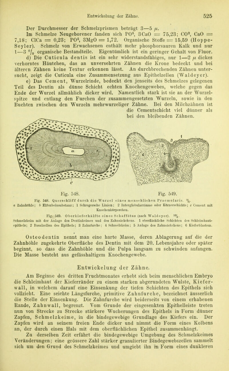 Der Durchmesser der Schmelzprismen beträgt 3—5 i^l. Im Schmelze Neugeborener fanden sich PO^, 3CaO = 75,23; CO^, CaO = 7,18; ClCa = 0,23; P0^ 3MgO = 1,72. Organische Stoffe = 15,59 (Hoppe- Seyler). Schmelz von Erwachsenen enthält mehr phosphorsauren Kalk und nur 1—3 ^/o organische Bestandteile. Eigentümlich ist ein geringer Gehalt von Fluor. d) Die Cuticula dentis ist ein sehr widerstandsfähiges, nur 1—2 ^ dickes verhorntes Häutchen, das an unversehrten Zähnen die Krone bedeckt und bei älteren Zähnen keine Textur erkennen lässt. An durchbrechenden Zähnen unter- sucht, zeigt die Cuticula eine Zusammensetzung aus Epithelzellen (Waldeyer). e) Das Cement, Wurzelrinde, bedeckt den jenseits des Schmelzes gelegenen Teil des Dentin als dünne Schicht echten Knochengewebes, welche gegen das Ende der Wurzel allmählich dicker wird. Namentlich stark ist sie an der Wurzel- spitze und entlang den Furchen der zusammengesetzten Wurzeln, sowie in den Buchten zwischen den Wurzeln mehrwurzeliger Zähne. Bei den Milchzähnen ist die Cementschicht viel dünner als bei den bleibenden Zähnen. Fig. 548. Fig. 549. Fip. 548. Querschliff durch die Wurzel eines menschlichen Praemolaris. a Zahnhöhle; b Elfenbeinsubstanz; 1 Schregersche Linien; 2 Interglobularräume oder Körncrsehichte; c Cenient mit Fig. 549. Oberkieferhälfte eines Schaffötus (nach Waldeyer). --O/i. Schmelzkeim mit der Anlage des Dentinkeinies und des Zahnsäckchens. 1 oberflächliche Schichten des Schleimhaut- epithels; 2 Basalzellen des Epithels; 3 Zahnfurche: 4 Schmelzkeim; 5 Anlage des Zahnsäckchens; 6 Kieferblastem. Osteodentin nennt man eine harte Masse, deren Ablagerung auf die der Zahnhöhle zugekehrte Oberfläche des Dentin mit dem 20. Lebensjahre oder später beginnt, so dass die Zahnhöhle und die Pulpa langsam zu schwinden anfangen. Die Masse besteht aus gefässhaltigem Knochengewebe. Entwickelung der Zähne. Am Beginne des dritten Fruchtmonates erhebt sich beim menschlichen Embryo die Schleimhaut der Kieferränder zu einem starken abgerundeten Wulste, Kiefer- wall, in welchem darauf eine Einsenkung der tiefen Schichten des Epithels sich vollzieht. Eine seichte Längsfurche, primitive Zahnfurche, bezeichnet äusserlich die Stelle der Einsenkung. Die Zahnfurche wird beiderseits von einem erhabenen Rande, Zahn wall, begrenzt. Vom Grunde der eingesenkten Epithelleiste treten nun von Strecke zu Strecke stärkere Wucherungen des Epithels in Form dünner Zapfen, Schmelzkeime, in die bindegewebige Grundlage des Kiefers ein. Der Zapfen wird an seinem freien Ende dicker und nimmt die Form eines Kolbens an, der durch einen Hals mit dem oberflächlichen Epithel zusammenhängt. Zu derselben Zeit erfährt die bindegew^ebige Umgebung des Schmelzkeimes Veränderungen; eine grössere Zahl stärker granulierter Bindegewebszellen sammelt sich um den Grund des Schmelzkeinies und umgiebt ihn in Form eines dunkleren