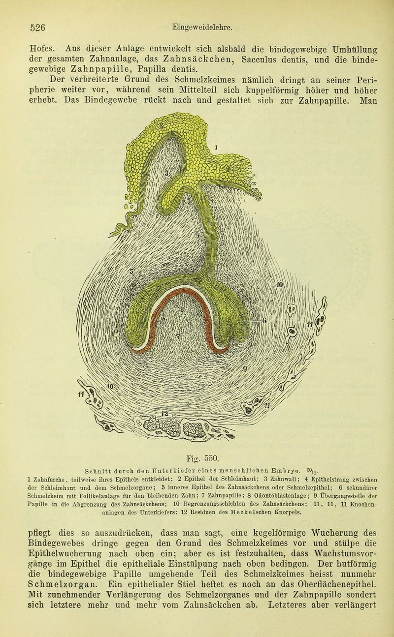 Hofes. Aus dieser Anlage entwickelt sich alsbald die bindegewebige Umhüllung der gesamten Zahnanlage, das Zahnsäckchen, Sacculus dentis, und die binde- gewebige Zahnpapille, Papilla dentis. Der verbreiterte Grund des Schmelzkeimes nämlich dringt an seiner Peri- pherie weiter vor, während sein Mittelteil sich kuppeiförmig höher und höher erhebt. Das Bindegewebe rückt nach und gestaltet sich zur Zahnpapille. Man Fig. 550. Schnitt durch den Unterkiefer eines menschlichen Embryo, ^ly. 1 Zahnforche, teil-weise ihres Epithels entkleidet; 2 Epithel der Schleimhaut; 3 Zahn wall; 4 Epithelstrang zwischen der Schleimhaut und dem Schmelzorgane; 5 inneres Epithel des Zahnsäckchens oder Schmelzepithel; 6 sekundärer Schmelzkeim mit FoUikelanlage für den bleibenden Zahn; 7 Zahnpapille; 8 Odontoblastenlage; 9 Übergangsstelle der Papille in die Abgrenzung des Zahnsäckchens; 10 Begrenzungsschichten des Zahnsäckchens; 11, 11, 11 Knochen- anlagen des Unterkiefers; 12 Residuen des M eck eischen Knorpels. pflegt dies so auszudrücken, dass man sagt, eine kegelförmige Wucherung des Bindegewebes dringe gegen den Grund des Schmelzkeimes vor und stülpe die Epithelwucherung nach oben ein; aber es ist festzuhalten, dass Wachstumsvor- gänge im Epithel die epitheliale Einstülpung nach oben bedingen. Der hutförmig die bindegewebige Papille umgebende Teil des Schmelzkeimes heisst nunmehr Schmelzorgan. Ein epithelialer Stiel heftet es noch an das Oberflächenepithel. Mit zunehmender Verlängerung des Schmelzorganes und der Zahnpapille sondert sich letztere mehr und mehr vom Zahnsäckchen ab. Letzteres aber verlängert