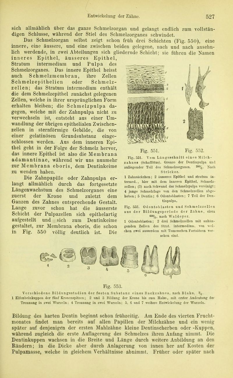 sich allmählich über das ganze Schmelzorgan und gelangt endlich zum vollstän- digen Schlüsse, während der Stiel des Schmelzorganes schwindet. Das Schraelzorgan selbst zeigt schon früh drei Schichten (Fig. 550), eine innere, eine äussere, und eine zwischen beiden gelegene, nach und nach ansehn- lich werdende, in zwei Abteilungen sich gliedernde Schicht; sie führen die Namen inneres Epithel, äusseres Epithel, Stratum intermedium und Pulpa des Schmelzorganes. Das innere Epithel heisst auch Schmelzmembran, ihre Zellen Schmelzepithelien oder Schmelz- zellen; das Stratum intermedium enthält die dem Schmelzepithel zunächst gelegenen Zellen, welche in ihrer ursprünglichen Form erhalten bleiben; die Schmelzpulpa da- gegen, welche mit der Zahnpulpa nicht zu verwechseln ist, entsteht aus einer Um- wandlung der übrigen epithelialen Zwischen- zellen in sternförmige Gebilde, die von einer gelatinösen G-rundsubstanz einge- schlossen werden. Aus dem inneren Epi- thel geht in der Folge der Schmelz hervor, das innere Epithel ist also die Membrana adamantinae, während wir uns nunmehr zur Membrana eboris, dem Dentinkeime zu wenden haben. Die Zahnpapille oder Zahnpulpa er- langt allmählich durch das fortgesetzte Längenwachstum des Schmelzorganes eine zuerst der Krone und zuletzt dem Ganzen des Zahnes entsprechende Gestalt. Lange zuvor schon hat die äusserste Schicht der Pulpazellen sich epithelartig aufgestellt und sich zum Dentinkeime gestaltet, zur Membrana eboris, die schon in Fig. 550 völlig deutlich ist. Die Fig. 551. Fig. 552. Fig. 551. Vom Längsschnitt eines Milch- zahnes (Schaffötus). Grenze der Dentinpulpa und anliegender Teil des Schmelzorganes. ^oo^j. Nacli Stricker. 1 Zahusilckchen; 2 äusseres Epithel und Stratum in- termed., hier mit dem inneren Epithel, Sclimelz- zellen; (3) nach Schwund der Schmelzpulpa vereinigt; 4 junge Schmelzlage von den Schmelzzellen abge- hoben; 5 Dentin; 6 Odontoblasten; 7 Teil der Den- tinpulpa. Fig. 552. Odontoblasten und Schmelzzellen aus der Bildungsperiode der Zähne, circa nach Waldeyer. 1 Odontoblasten; 2 drei Schmelzzellen mit anhän- genden Zellen des Strat. intermedium, von -wel- chen zwei ausserdem mit Tomesschen Fortsätzen ver- sehen sind. Fig. 553. Verschiedene Bildungsstadien der festen Substanz eines Backzahnes, nach Blake. Vi- 1 Elfenbeinkuppen der fünf Kronenspitzen; 2 und 3 Bildung der Krone bis zum Halse, mit erster Andeutung der Trennung in zwei Wurzeln; 4 Trennung in zwei Wurzeln; 5. 6 und 7 weitere Entwickelung der Wurzeln. Bildung des harten Dentin beginnt schon frühzeitig. Am Ende des vierten Frucht- monates findet man bereits auf allen Papillen der Milchzähne und ein wenig später auf denjenigen der ersten Mahlzähne kleine Dentinscherben oder -Kuppen, während zugleich die erste Auflagerung des Schmelzes ihren Anfang nimmt. Die Dentinkuppen wachsen in die Breite und Länge durch weitere Anbildung an den Rändern; in die Dicke aber durch Anlagerung von innen her auf Kosten der Pulpamasse, welche in gleichem Verhältnisse abnimmt. Früher oder später nach
