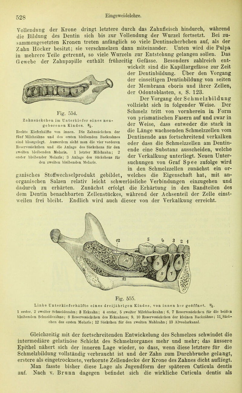 Vollendung der Krone dringt letztere durch das Zahnfleisch hindurch, während die Bildung des Dentin sich bis zur Vollendung der Wurzel fortsetzt. Bei zu- sammengesetzten Kronen treten anfänglich so viele Dentinscherbchen auf, als der Zahn Höcker besitzt; sie verschmelzen dann miteinander. Unten wird die Pulpa in mehrere Teile getrennt, so viele Wurzeln zur Entstehung gelangen sollen. Das Gewebe der Zahnpapille enthält frühzeitig Gefässe. Besonders zahlreich ent- wickelt sind die Kapillargefässe zur Zeit der Dentinbildung. Über den Vorgang der einseitigen Dentinbildung von selten der Membrana eboris und ihrer Zellen, der Odontoblasten, s. S. 123. Der Vorgang der Schmelzbildung vollzieht sich in folgender Weise. Der Schmelz tritt von vornherein in Form von prismatischen Fasern auf und zwar in der Weise, dass entweder die stark in die Länge wachsenden Schmelzzellen vom Dentinende aus fortschreitend verkalken oder dass die Schmelzzellen am Dentin- ende eine Substanz ausscheiden, welche der Verkalkung unterliegt. Neuen Unter- suchungen von Graf Spee zufolge wird in den Schmelzzellen zunächst ein or- ganisches Stoffwechselprodukt gebildet, welches die Eigenschaft hat, mit an- organischen Salzen relativ leicht schwerlösliche Verbindungen einzugehen und dadurch zu erhärten. Zunächst erfolgt die Erhärtung in den Randteilen des dem Dentin benachbarten Zellenstückes, während der Achsenteil der Zelle einst- weilen frei bleibt. Endlich wird auch dieser von der Verkalkung erreicht. Fig. 555. Linke ünterkieferhälfte eines dreijährigen Kindes, von innen her geöffnet, i/j. 1 erster. 2 zweiter Schneidezahn; 3 Eckzahn; 4 erster, 5 zweiter Mlchbackzahn; 6, 7 Reservesäckchen für die beiden bleibenden Schneidezähne; 8 Reservesäckchen des Eckzahnes; 9, 10 Reservesäckchen der kleinen Backzähne; ll^Säck- chen des ersten Molaris; 12 Säckchen für den zweiten Mahlzahn; 13 Alveolarkanal. Gleichzeitig mit der fortschreitenden Entwickelung des Schmelzes schwindet die intermediäre gelatinöse Schicht des Schmelzorganes mehr und mehr; das äussere Epithel nähert sich der inneren Lage wieder, so dass, wenn diese letztere für die Schmelzbildung vollständig verbraucht ist und der Zahn zum Durchbruche gelangt, erstere als eingetrocknete, verhornte Zellendecke der Krone des Zahnes dicht aufliegt. Man fasste bisher diese Lage als Jugendform der späteren Cuticula dentis auf. Nach v. Brunn dagegen befindet sich die wirkliche Cuticula dentis als Fig. 554. Zahnsäckchen im Unterkiefer eines neu- geborenen Kindes, l/j. Rechte Kieferhälfte von innen. Die Zahnsäckchen der fünf Milchzähne und des ersten bleibenden Backzahnes sind blossgelegt. Ausserdem sieht man die vier vorderen Reservesäckchen und die Anlage des Säckchens für den zweiten bleibenden Molaris. 1 letzter Milchzahn; 2 erster bleibender Molaris; 3 Anlage des Säckchens für den zweiten bleibenden Slolaris.