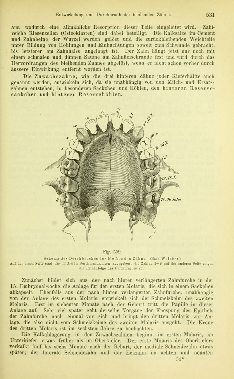 aus, wodurch eine allmähliche Resorption dieser Teile eingeleitet wird. Zahl- reiche Riesenzellen (Osteoklasten) sind dabei beteiligt. Die Kalksalze im Cement und Zahnbeine der Wurzel werden gelöst und die zurückbleibenden Weichteile unter Bildung von Höhlungen und Einbuchtungen soweit zum Schwunde gebracht, his letzterer am Zahnhalse angelangt ist. Der Zahn hängt jetzt nur noch mit einem schmalen und dünnen Saume am Zahnfleischrande fest und wird durch das Hervordrängen des bleibenden Zahnes abgelöst, wenn er nicht schon vorher durch äussere Einwirkung entfernt worden ist. Die Zuwachszähne, wie die drei hinteren Zähne jeder Kieferhälfte auch genannt werden, entwickeln sich, da sie unabhängig von den Milch- und Ersatz- zähnen entstehen, in besonderen Säckchen und Höhlen, den hinteren Reserve- säckchen und hinteren Reservehöhlen. Fig. 559. Schema des Durchbruches der bleibenden Zähne. (Nach Welcker.) Auf der einen Seite sind die mittleren Durchbruchszeiten angegeben; die Zahlen 1—8 auf der anderen Seite zeigen die Roiheufolge des Durchbruches an. Zunächst bildet sich aus der nach hinten verlängerten Zahnfurche in der 15. Embryonalwoche die Anlage für den ersten Molaris, die sich in einem Säckchen abkapselt. Ebenfalls aus der nach hinten verlängerten Zahnfurche, unabhängig von der Anlage des ersten Molaris, entwickelt sich der Schmelzkeim des zweiten Molaris. Erst im siebenten Monate nach der Geburt tritt die Papille in dieser Anlage auf. Sehr viel später geht derselbe Vorgang der Knospung des Epithels der Zahnfurche noch einmal vor sich und bringt den dritten Molaris zur An- lage, die also nicht vom Schmelzkeime des zweiten Molaris ausgeht. Die Krone des dritten Molaris ist im sechsten Jahre zu beobachten. Die Kalkablagerung in den Zuwachszähnen beginnt im ersten Molaris, im Unterkiefer etwas früher als im Oberkiefer. Der erste Molaris des Oberkiefers verkalkt fünf bis sechs Monate nach der Geburt, der mediale Schneidezahn etwas später; der laterale Schneidezahn und der Eckzahn im achten und neunten 34*