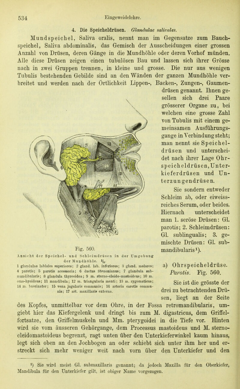 4. Die Speicheldrüsen. Glandulae salivales. Mundspeichel, Saliva oralis, nennt man im Gegensatze zum Bauch- speichel, Saliva abdominalis, das Gemisch der Ausscheidungen einer grossen Anzahl von Drüsen, deren Gänge in die Mundhöhle oder deren Vorhof münden. Alle diese Drüsen zeigen einen tubulösen Bau und lassen sich ihrer Grösse nach in zwei Gruppen trennen, in kleine und grosse. Die nur aus wenigen Tubulis bestehenden Gebilde sind an den Wänden der ganzen Mundhöhle ver- breitet und werden nach der Örtlichkeit Lippen-, Backen-, Zungen-, Gaumen- drüsen genannt. Ihnen ge- sellen sich drei Paare grösserer Organe zu, bei welchen eine grosse Zahl von Tubulis mit einem ge- meinsamen Ausführungs- gange in Verbindung steht; man nennt sie Speichel- drüsen und unterschei- det nach ihrer Lage Ohr- speicheldrüsen,ünter- kieferdrüsen und Un- terzungendrüsen. Sie sondern entweder Schleim ab, oder eiweiss- reiches Serum, oder beides. Hiernach unterscheidet man 1. seröse Drüsen: Gl. parotis; 2. Schleimdrüsen: Gl. subungualis; 3. ge- mischte Drüsen: Gl. sub- mandibularis^). Fig. 560. Ansicht der Speichel- und Schleimdrüsen in der Umgebung der Mundhöhle, i/^. 1 glandulae lahiales superiores; 2 gland. lab. inferiores; .3 gland. molares; 4 parotis; 5 parotis accessoria; 6 ductus Stenonianus; 7 glandula sub- mandibularis; 8 glandula thyreoidea; 9 m. sterno-cleido-mastoideus; 10 m. omo-hyoideus; 11 mandibula; 12 m. triangularis menti; 13 m. zygomatieus; 14 m. buccinator; 15 vena jugularis communis; 16 arteria carotis commu- nis; 17 art. maxillaris externa. a) Ohrspeicheldrüse. Parotis. Fig. 560. Sie ist die grösste der drei zu betrachtenden Drü- sen, liegt an der Seite des Kopfes, unmittelbar vor dem Ohre, in der Fossa retromandibularis, um- giebt hier das Kiefergelenk und dringt bis zum M. digastricus, dem Griffel- fortsatze, den Griffelmuskeln und Mm. pterygoidei in die Tiefe vor. Hinten wird sie vom äusseren Gehörgange, dem Processus mastoideus und M. stemo- cleidomastoideus begrenzt, ragt unten über den ünterkieferwinkel kaum hinaus, legt sich oben an den Jochbogen an oder schiebt sich unter ihm her und er- streckt sich mehr weniger weit nach vorn über den Unterkiefer und den 1) Sie wird meist Gl. submaxülaris genannt; da jedoch Maxiila für den Oberkiefer, Mandibula für den Unterkiefer gilt, ist obiger Name vorgezogen.