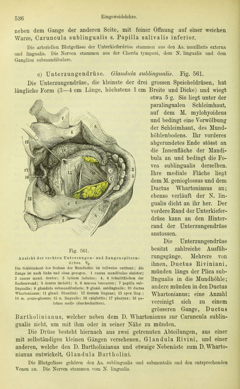 neben dem Gange der anderen Seite, mit feiner Öffnung auf einer weichen Warze, Caruncula subungualis s. Papilla salivalis inferior. Die arteriellen Blutgefässe der Unterkieferdrüse stammen aus den Aa. maxillaris externa und lingualis. Die Nerven stammen aus der Chorda tympani, dem N. lingualis und dem Ganglion submandibulare. c) Unterzungendrüse. Glandula suhlingualis. Fig. 561. Die Unterzungendrüse, die kleinste der drei grossen Speicheldrüsen, hat längliche Form (3—4 cm Länge, höchstens 1 cm Breite und Dicke) und wiegt etwa 5 g. Sie liegt unter der paralingualen Schleimhaut, auf dem M. mylohyoideus und bedingt eine Yorwölbung der Schleimhaut, des Mund- höhlenbodens. Ihr vorderes abgerundetes Ende stösst an die Innenfläche der Mandi- bula an und bedingt die Fo- vea subhngualis derselben. Ihre mediale Fläche liegt dem M. genioglossus und dem Ductus Whartonianus an; ebenso verläuft der K lin- gualis dicht an ihr her. Der vordere Eand der Unterkiefer- drüse kann an den Hinter- rand der Unterzungendrüse anstossen. Die Unterzungendrüse besitzt zahlreiche Ausfiih- rungsgänge. Mehrere von ihnen, Ductus Riviniani, münden längs der Plica suh- lingualis in die Mundhöhle; andere münden in den Ductus Whartonianus; eine Anzahl vereinigt sich zu einem grösseren Gange, Ductus Bartholinianus, welcher neben dem D. Whartonianus zur Caruncula subun- gualis zieht, um mit ihm oder in seiner Nähe zu münden. Die Drüse besteht hiernach aus zwei getrennten Abteilungen, aus einer mit selbständigen kleinen Gängen versehenen, Glandula Rivini, und einer anderen, welche den D. Bartholinianns und etwaige Nebenäste zum D. Wharto- nianus entwickelt, Glandula Bartholini. Die Blutgefässe gehören den Aa. subungualis und submentalis und den entsprechenden Venen an. Die Nerven stammen vom N. lingualis. Fig. 561. Ansicht der rechten TJnterzungen- und Zungenspitzen- drüse. 1/2- Die Schleimhaut des Bodens der Mundhöhle ist teilweise entfernt; die Zunge ist nach links uud ohen gezogen. 1 ramus mandibulae sinister; 2 ramus mand. dexter; 3 laMum inferius; 4, 4 Schnittflächen der Backenwand; 5 dentes incisivi; 6, 6 mucosa buccarum; 7 papilla sub- ungualis; 8 glandula siibmandibularis; 9 gland. subungualis; 10 ductus Whartonianus; 11 gland. Blandini; 12 dorsum linguae; 13 apex Ung.; 14 m. genio-glossus; 15 n. linguaUs; 16 epiglottis; 17 pharynx; 18 pa- latum molle (durchschnitten).