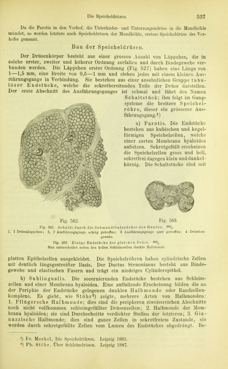 Der erste Abschnitt Da die Parotis in den Yorhof, die Unterkiefer- und Unterzungendrüse in die Mundhöhle ■mündet, so werden letztere auch Speicheldrüsen der Mundhöhle, erstere Speicheldrüse des Vor- hofes genannt. Bau der Speicheldrüsen. Der Drüsenkörper besteht aus einer grossen Anzahl von Läppchen, die in solche erster, zweiter und höherer Ordnung zerfallen und durch Bindegewebe ver- bunden werden. Die Läppchen erster Ordnung (Fig. 527) haben eine Länge von 1—1,5 mm, eine Breite von 0,5—1 mm und stehen jedes mit einem kleinen Aus- führungsgange in Verbindung. Sie bestehen aus einer ansehnlichen Gruppe tubu- löser Endstücke, welche die sekretbereitenden Teile der Drüse darstellen. des Ausführungsganges ist schmal und führt den Namen Schaltstück; ihm folgt im Gang- systeme die breitere Speichel- röhre, dieser ein grösserer Aus- führungsgang.^) a) Parotis. Die Endstücke bestehen aus kubischen und kegel- • förmigen Speichelzellen, welche einer zarten Membrana hyaloidea aufsitzen. Sekretgefüllt erscheinen die Speichelzellen gross und hell, sekretfrei dagegen klein und dunkel- körnig. Die Schaltstücke sind mit Fig. 562. Fig. 563. Fig. 562. Schnitt durch die Subinandibulardrüse des Hundes. 1%. 1, 1 Drüsenläppchen; 2, 2 Ausführungsgänge schräg getroffen; 3 Ausführaugsgänge quer getroffen; 4 Zwischen- Fig. 563. Einige Endstücke der gleichen Drüse. 500/j. Man unterscheidet neben den hellen Schleimzellen dunkle Halbmonde. platten Epithelzellen ausgekleidet. Die Speichelröhren haben cylindrische Zellen mit deutlich längsgestreifter Basis. Der Ductus Stenonianus besteht aus Binde- gewebe und elastischen Fasern und trägt ein niedriges Cylinderepithel. b) Subungualis. Die secernierenden Endstücke bestehen aus Schleim- zellen und einer Membrana hyaloidea. Eine auffallende Erscheinung bilden die an der Periphie der Endstücke gelegenen dunklen Halbmonde oder Randzellen- komplexe. Es giebt, wie Stöhr^) zeigte, mehrere Arten von Halbmonden: 1. Pflügersche Halbmonde; dies sind die peripheren eiweissreichen Abschnitte noch nicht vollkommen schleimgefüllter Drüsenzellen; 2. Halbmonde der Mem- brana hyaloidea; sie sind Durchschnitte verdickter Stellen der letzteren; 3. Gia- nuzzische Halbmonde; dies sind ganze Zellen in sekretfreiem Zustande, sie werden durch sekretgefüllte Zellen vom Lumen des Endstückes abgedrängt. Be- ^} Fr. Merkel, Die Speichelröhren. Leipzig 1883. •2) Ph. Stöhr, Über Schleimdrüsen. Leipzig 1887.
